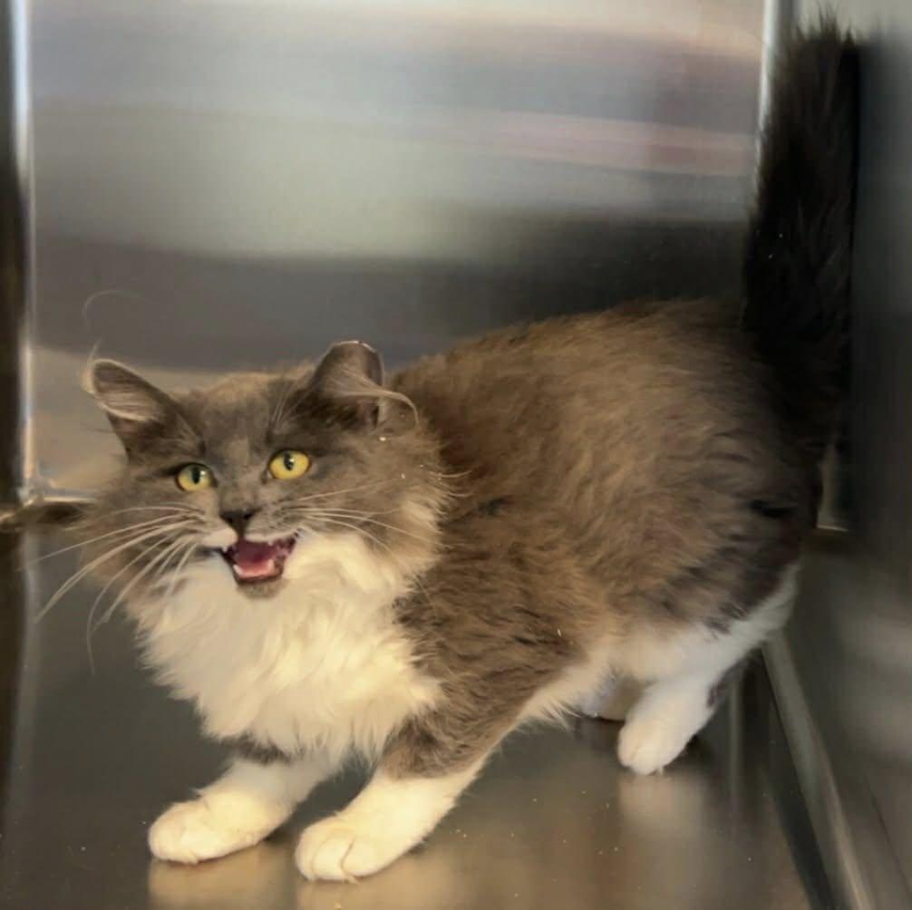 Enlarge Chanel, a Adoptable Domestic Long Hair in Lincoln, MI image 1/1