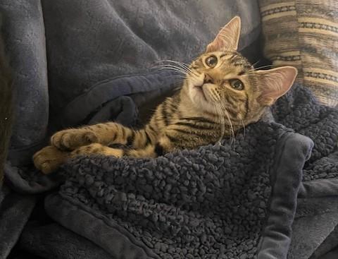 Enlarge Paloma (SH), an adopted American Shorthair in Schertz, TX image 3/3