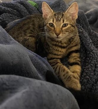 Enlarge Paloma (SH), an adopted American Shorthair in Schertz, TX image 2/3