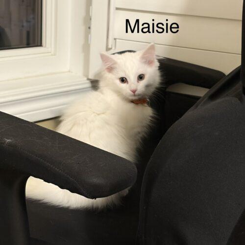 Maisie, Adoptable, Kitten Female Domestic Medium Hair.