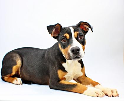 Enlarge Pretty, a Adoptable mixed breed in Morton Grove, IL image 1/2
