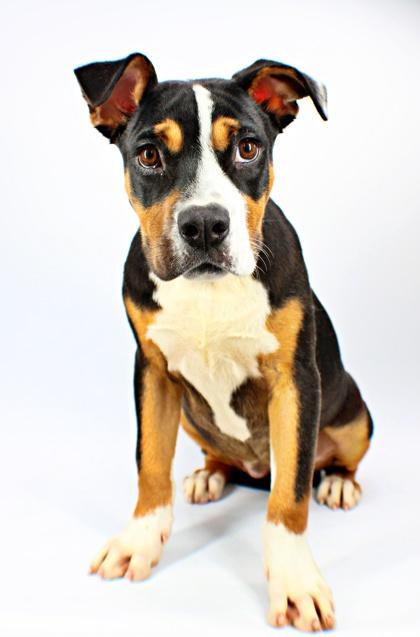 Enlarge Pretty, a Adoptable mixed breed in Morton Grove, IL image 2/2