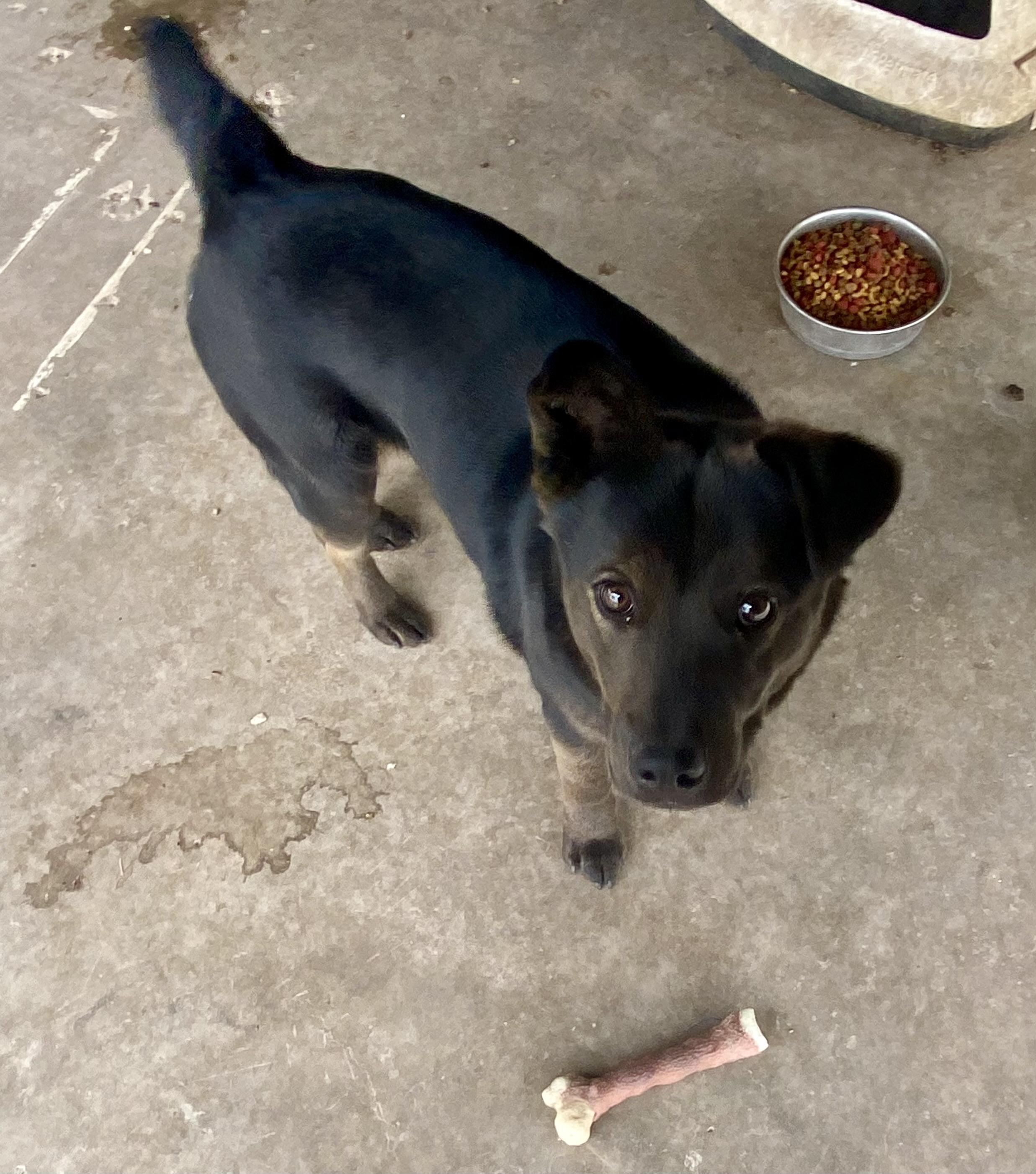 Enlarge Felix, a Adoptable mixed breed in Hagerman, NM image 2/4