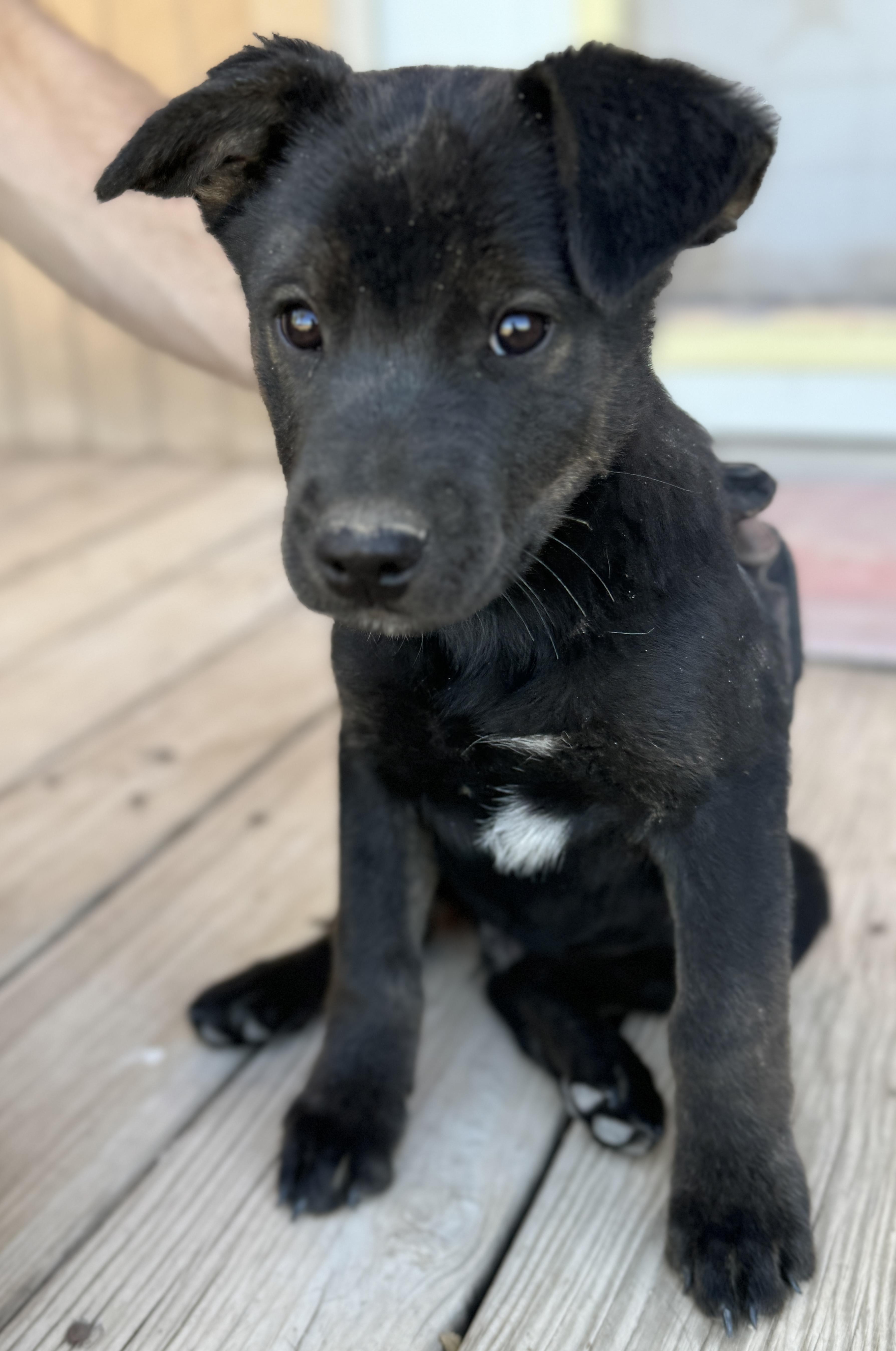 Enlarge Felix, a Adoptable mixed breed in Hagerman, NM image 3/4