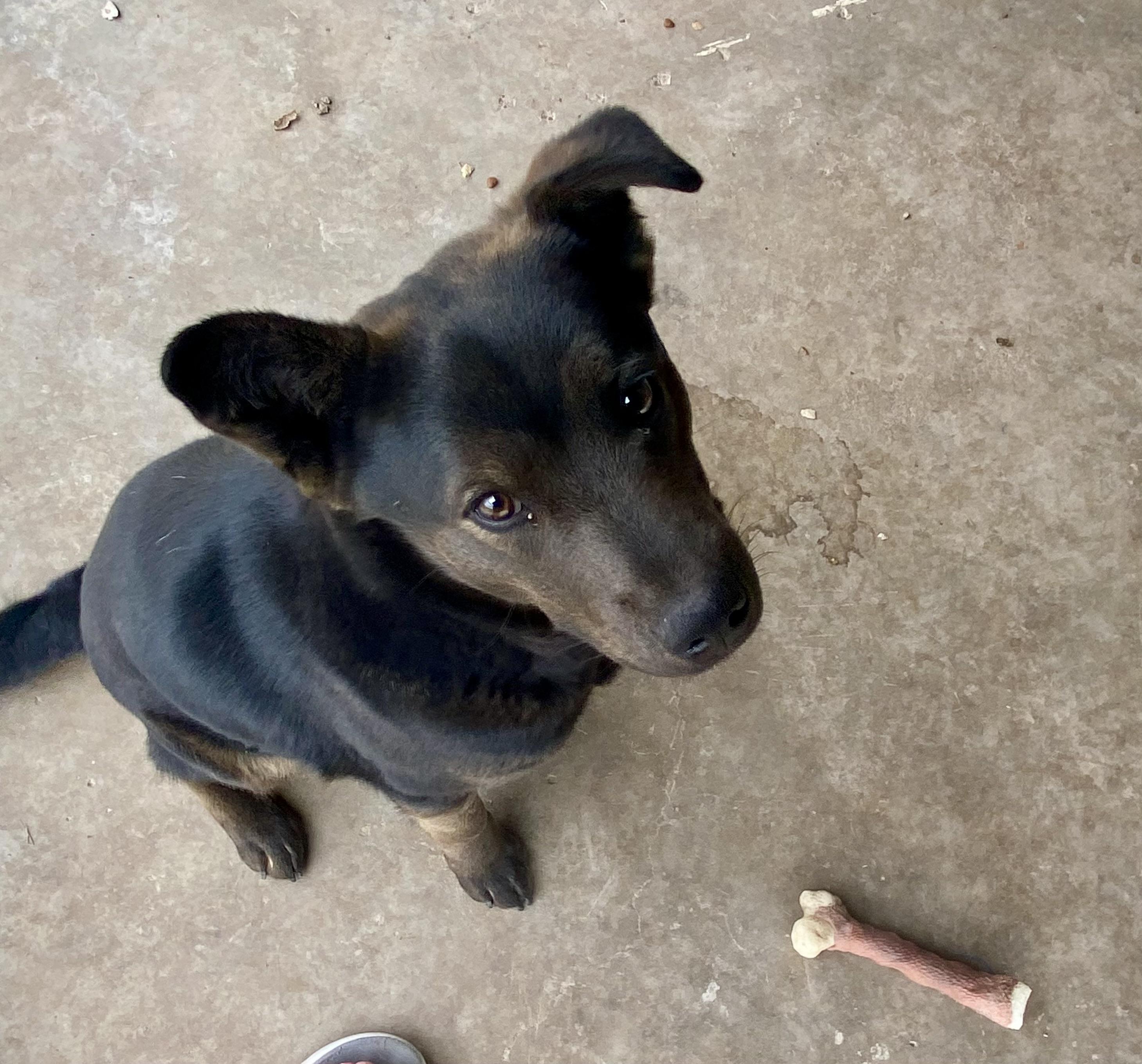Felix, an adoptable Australian Cattle Dog / Blue Heeler in Hagerman, NM, 88232 | Photo Image 1