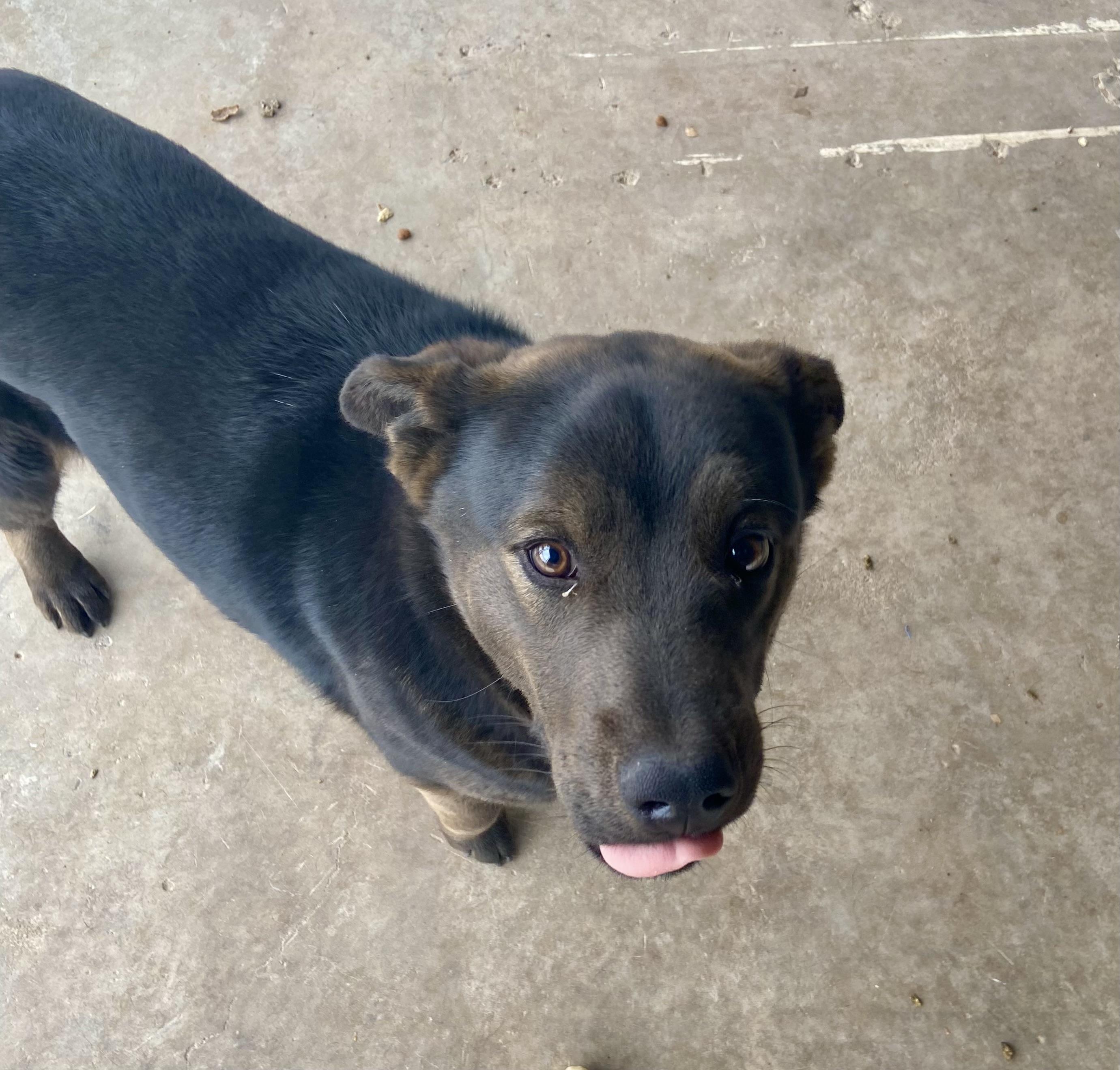 Felix, an adoptable Australian Cattle Dog / Blue Heeler in Hagerman, NM, 88232 | Photo Image 4