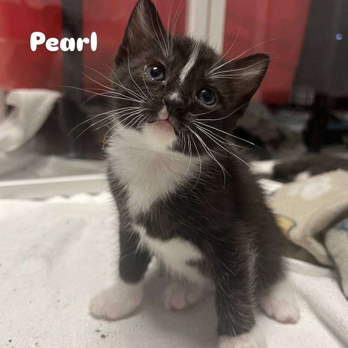 Enlarge Pearl, a Adopted Domestic Short Hair in jacksonville, FL image 1/2