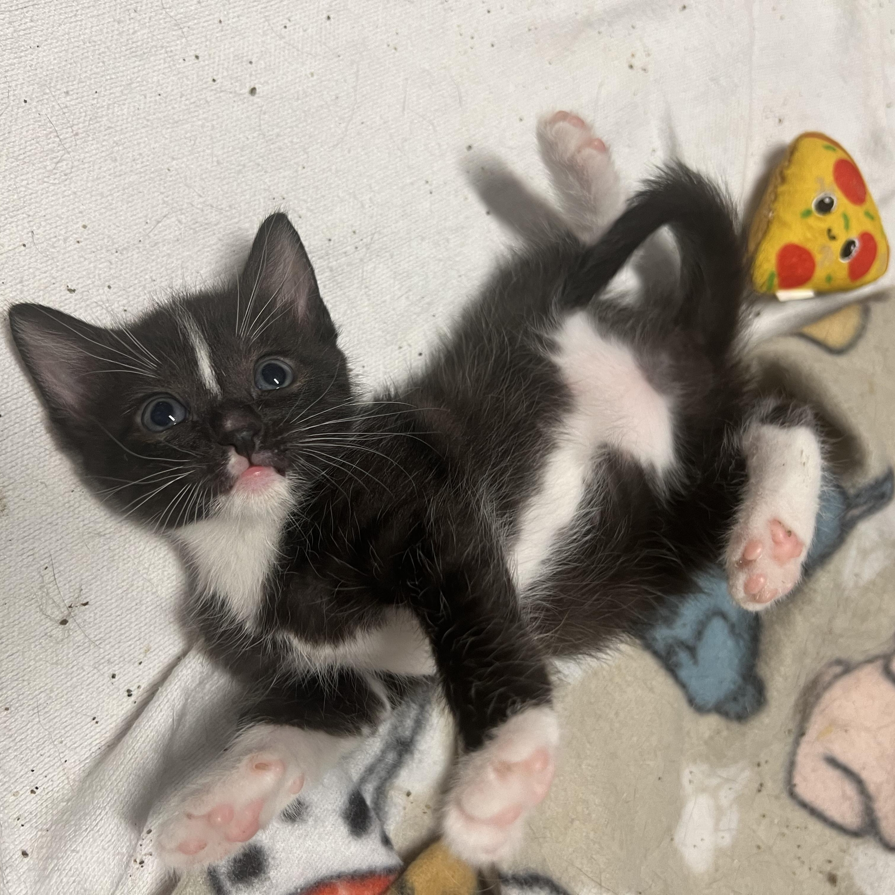 Enlarge Pearl, a Adopted Domestic Short Hair in jacksonville, FL image 2/2