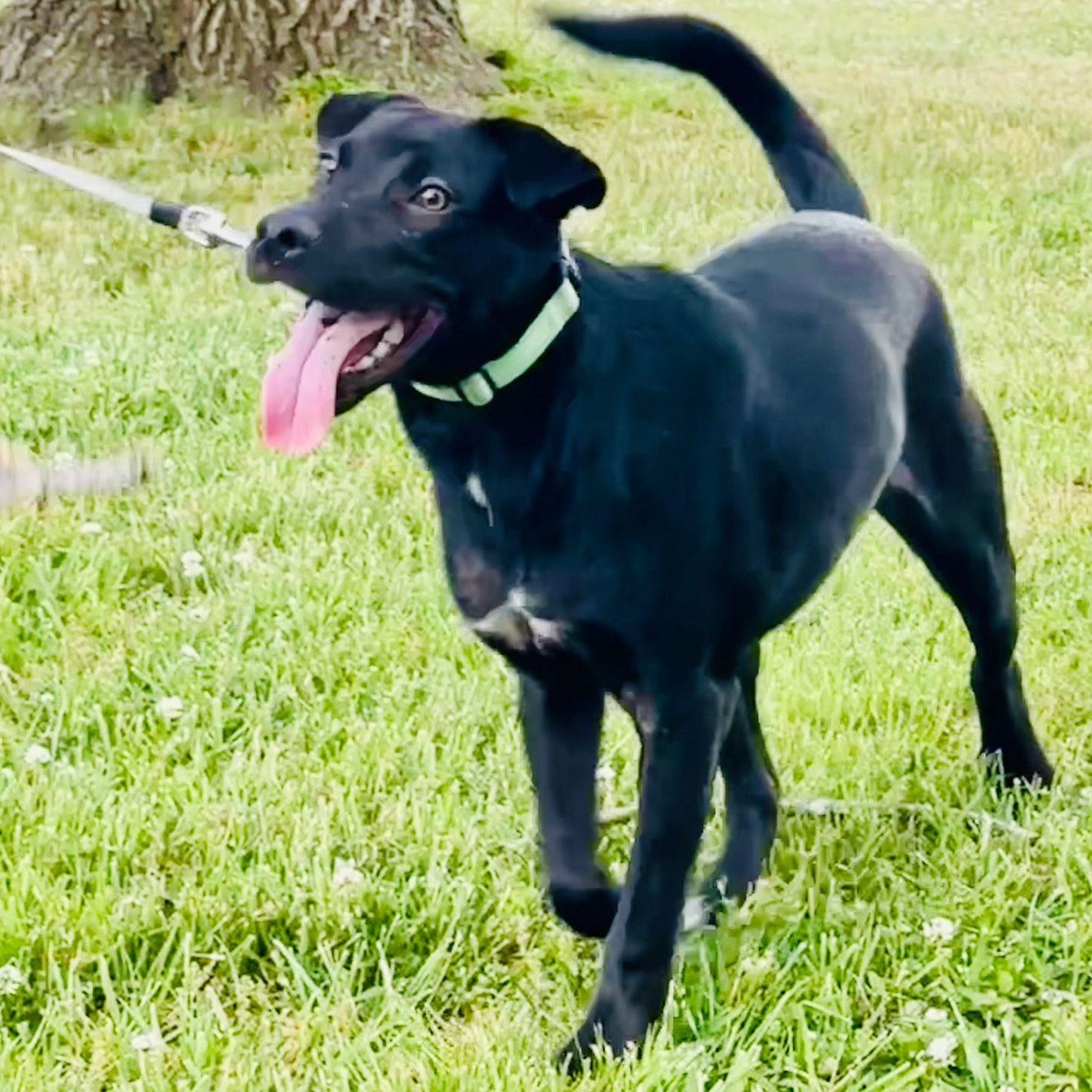 Nanook, a Adoptable mixed breed in Annapolis, MD image 2/6
