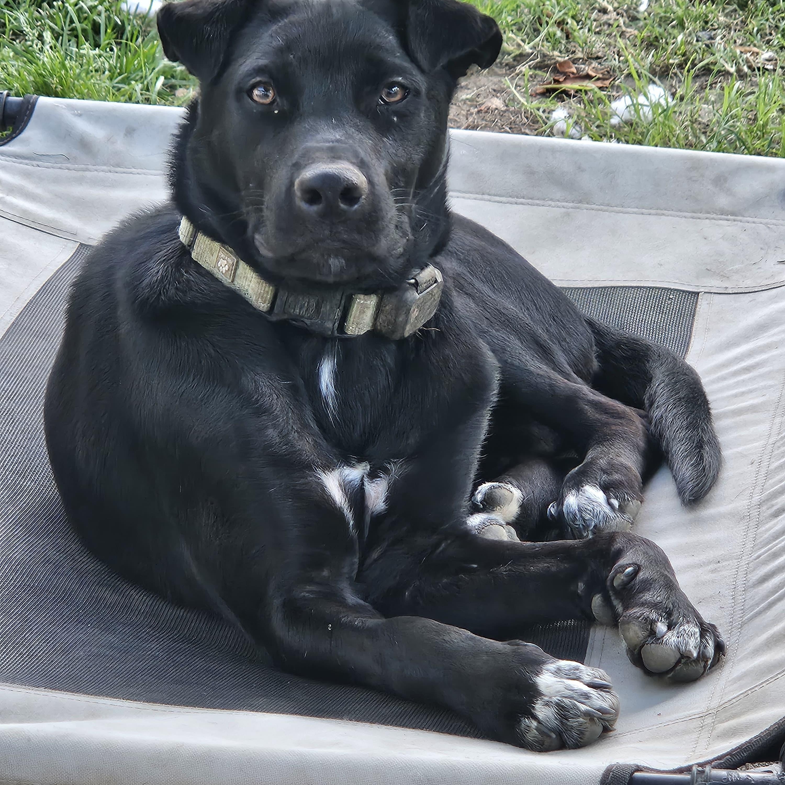 Nanook, Adoptable, Puppy Male Labrador Retriever.
