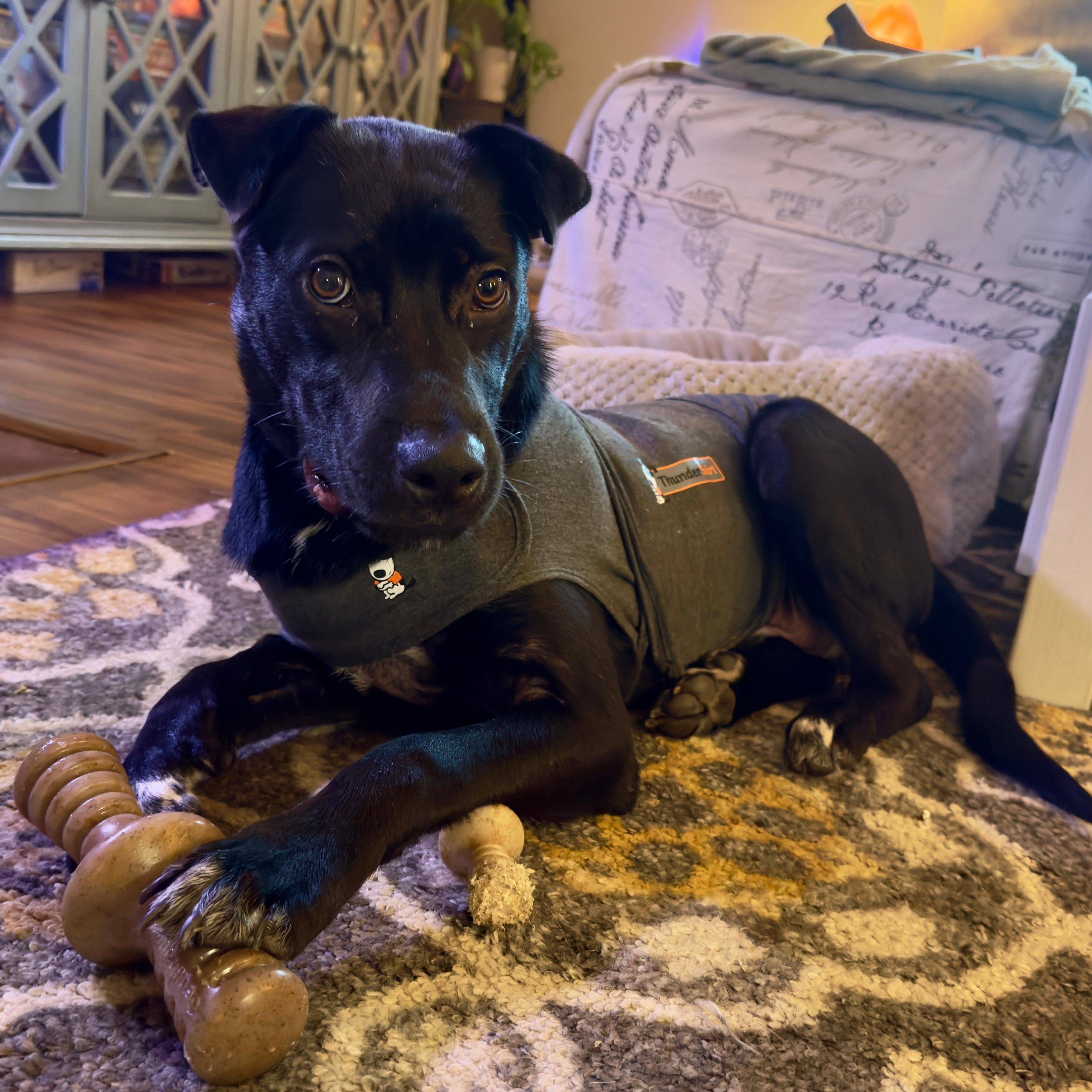 Nanook, a Adoptable mixed breed in Annapolis, MD image 4/6