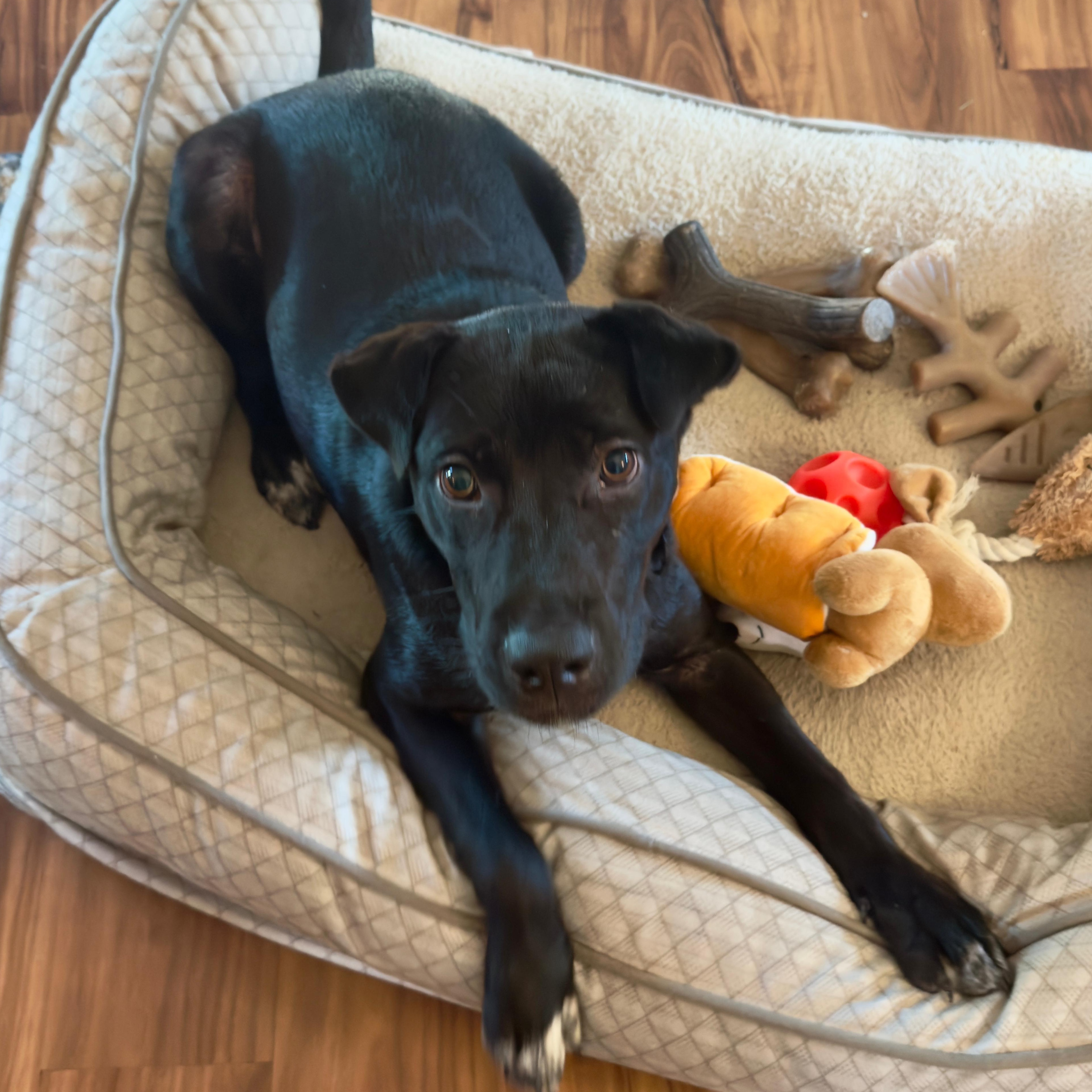 Nanook, a Adoptable mixed breed in Annapolis, MD image 5/6
