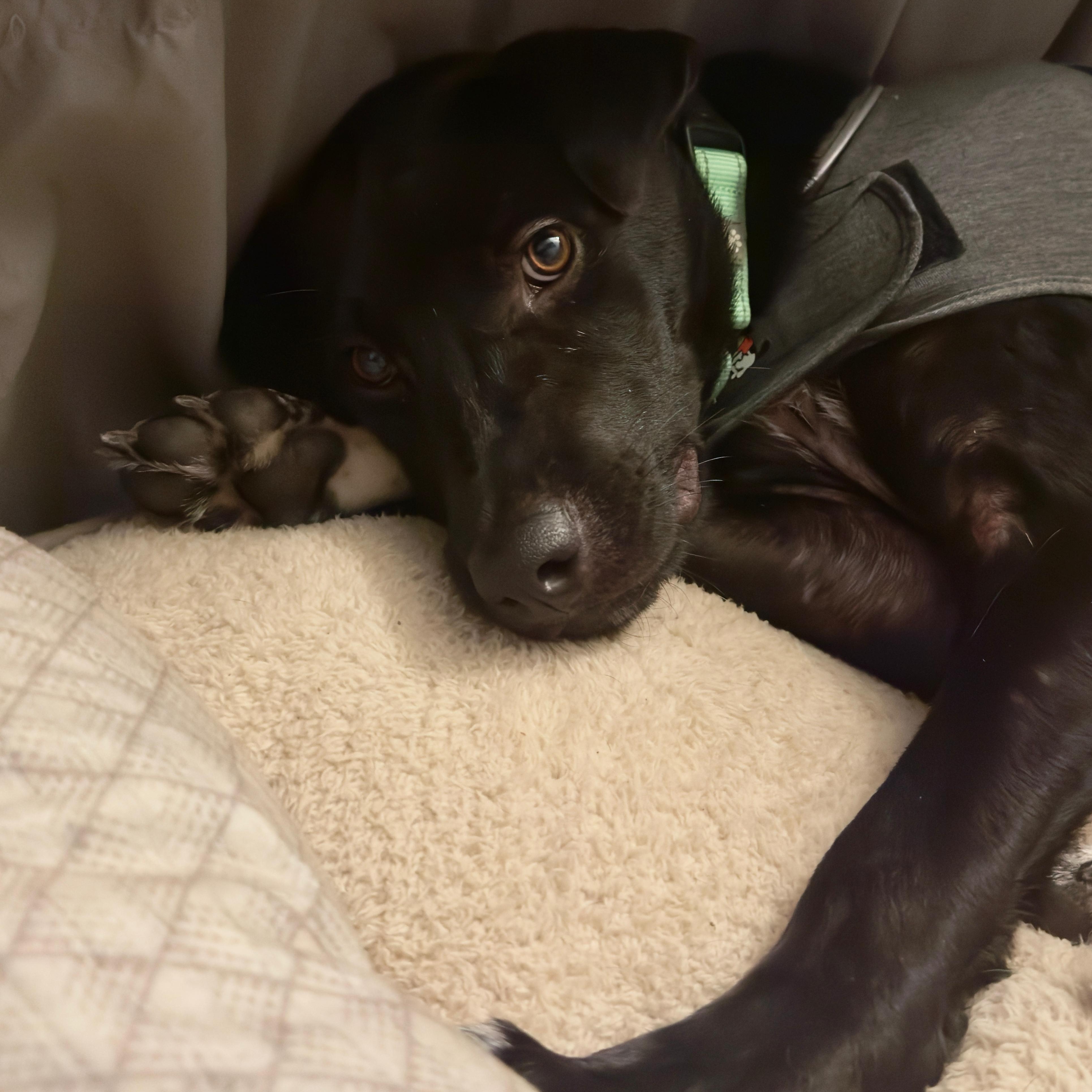Nanook, a Adoptable mixed breed in Annapolis, MD image 6/6