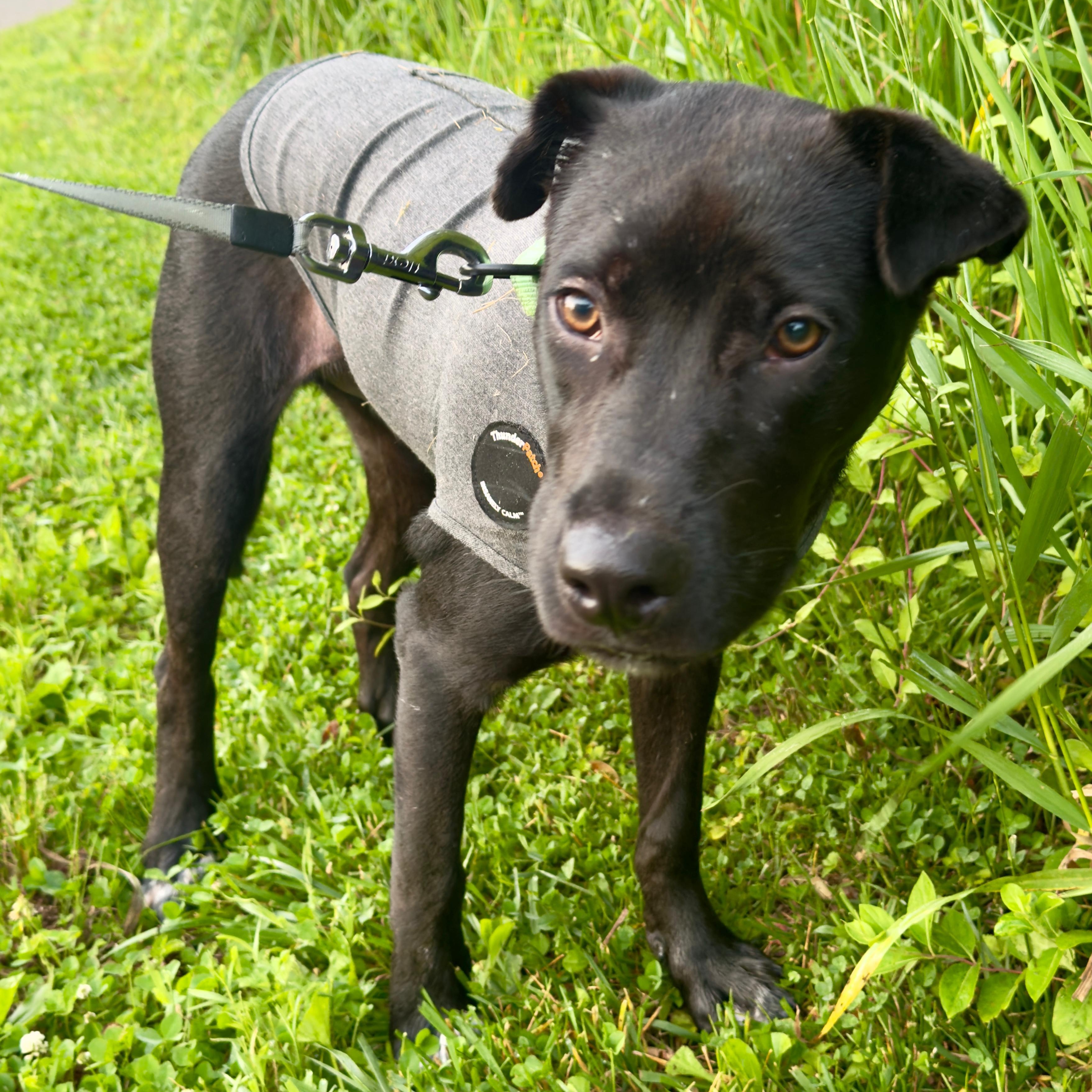 Nanook, a Adoptable mixed breed in Annapolis, MD image 3/6