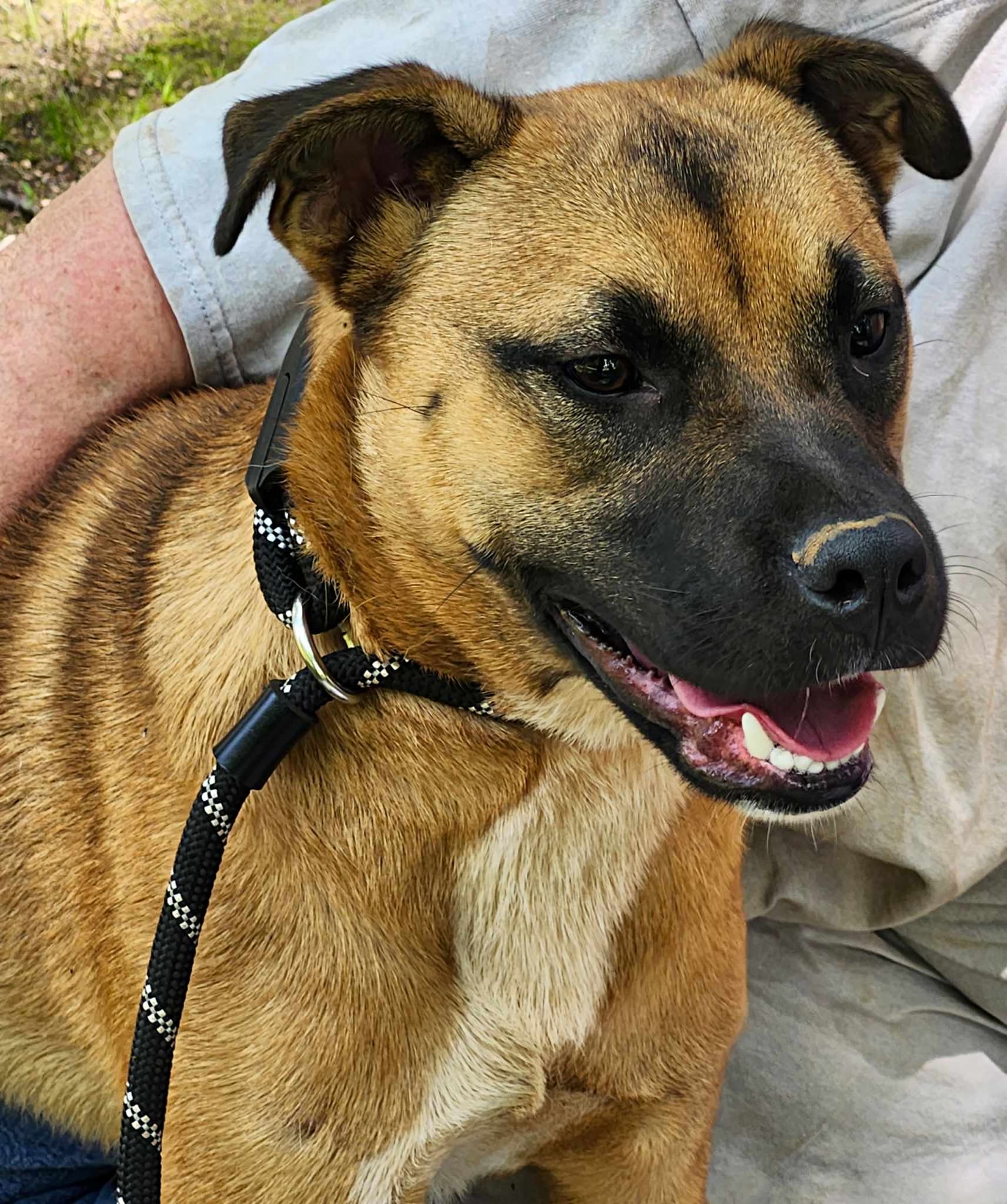 Ducati, Adult Male Black Mouth Cur