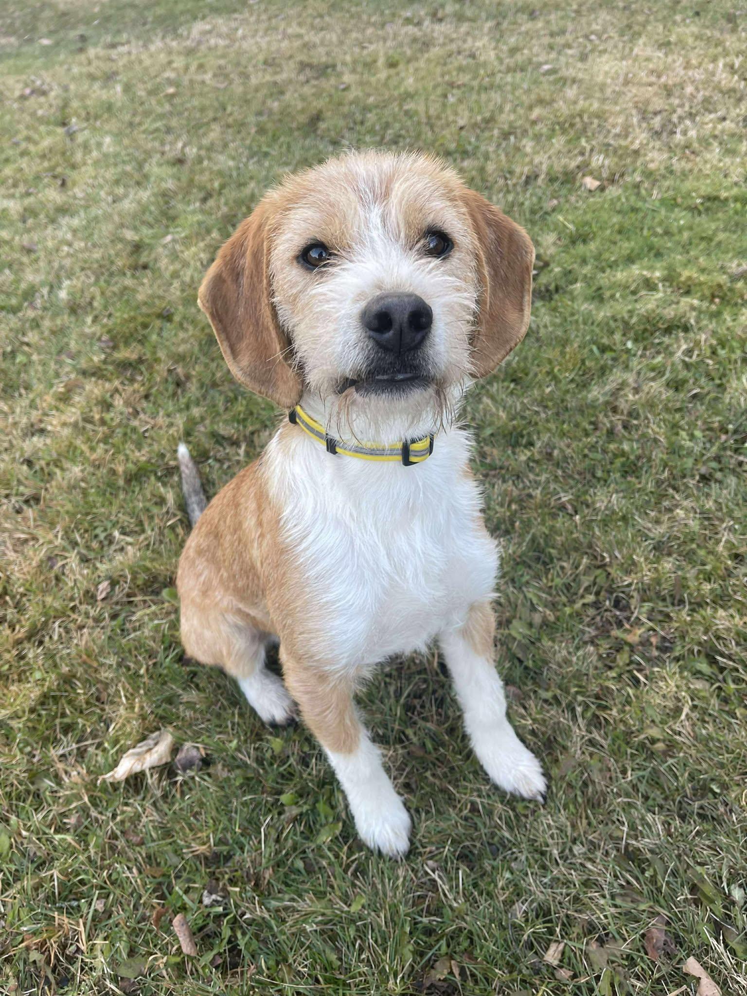 Enlarge Redford, an adopted mixed breed in Winnipeg, MB image 1/5