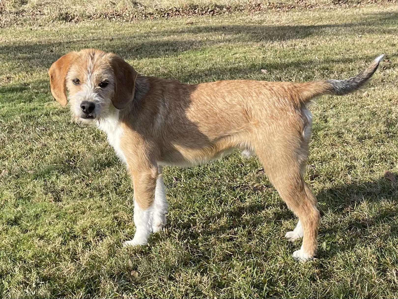 Enlarge Redford, an adopted mixed breed in Winnipeg, MB image 2/5