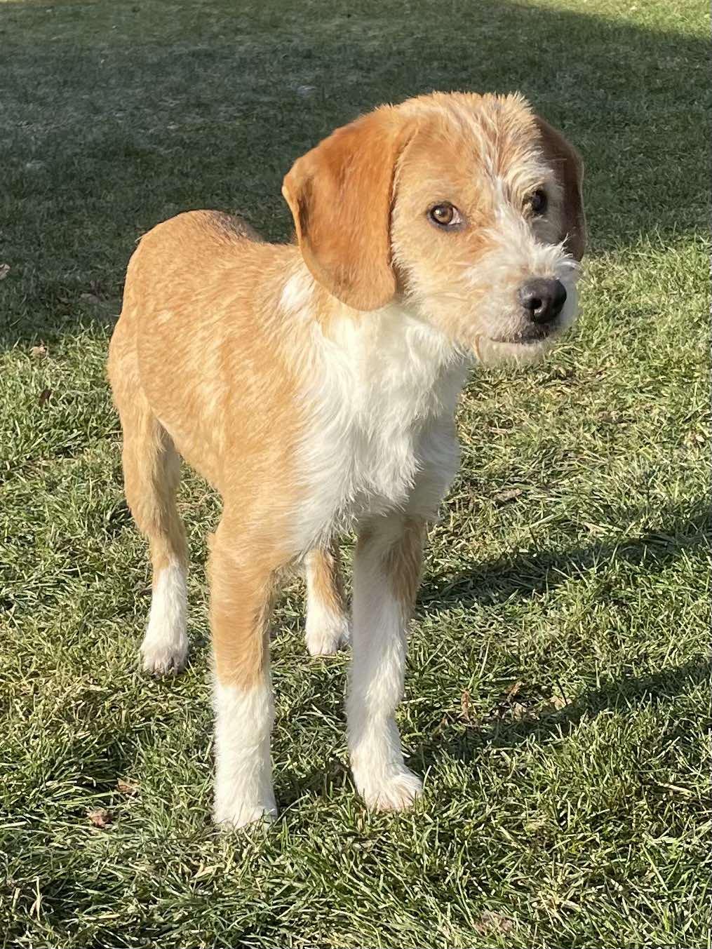 Enlarge Redford, an adopted mixed breed in Winnipeg, MB image 3/5