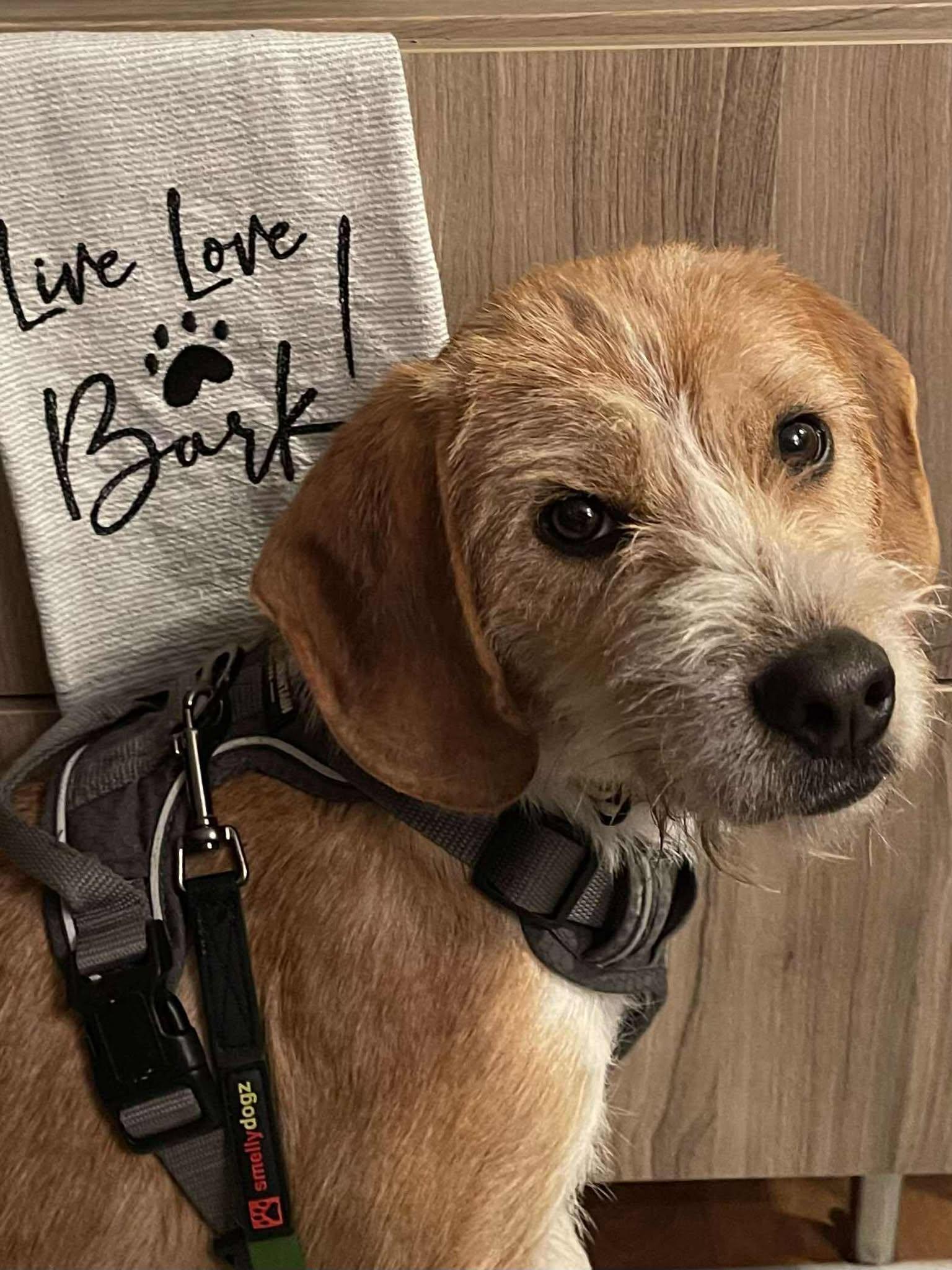 Enlarge Redford, an adopted mixed breed in Winnipeg, MB image 4/5