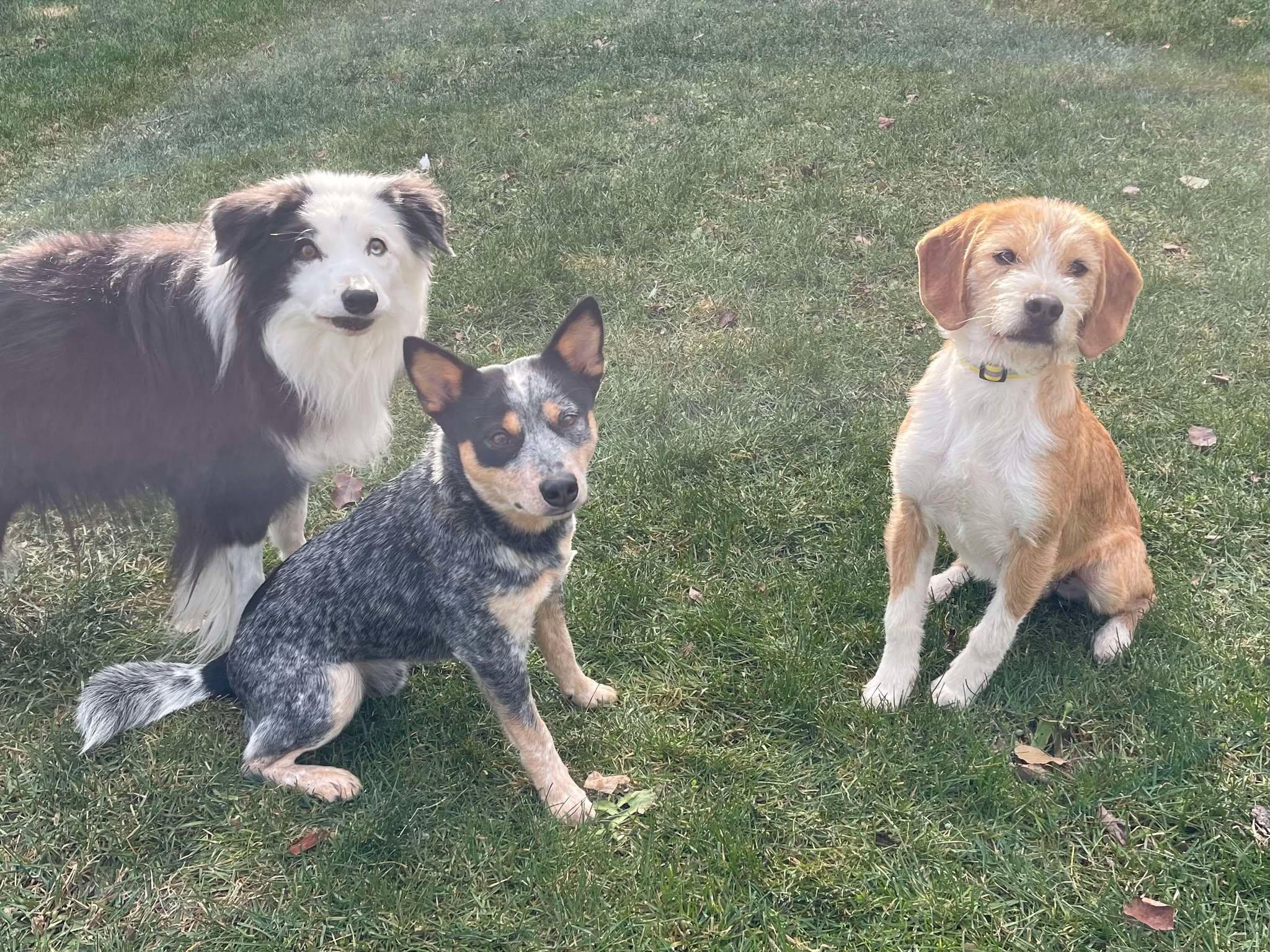 Enlarge Redford, an adopted mixed breed in Winnipeg, MB image 5/5