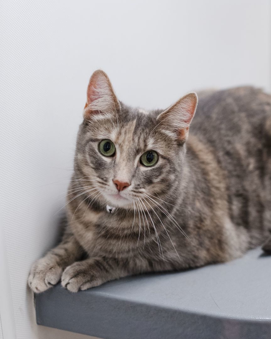 Enlarge Chloe, a Adoptable Dilute Tortoiseshell in Staten Island, NY image 9/10