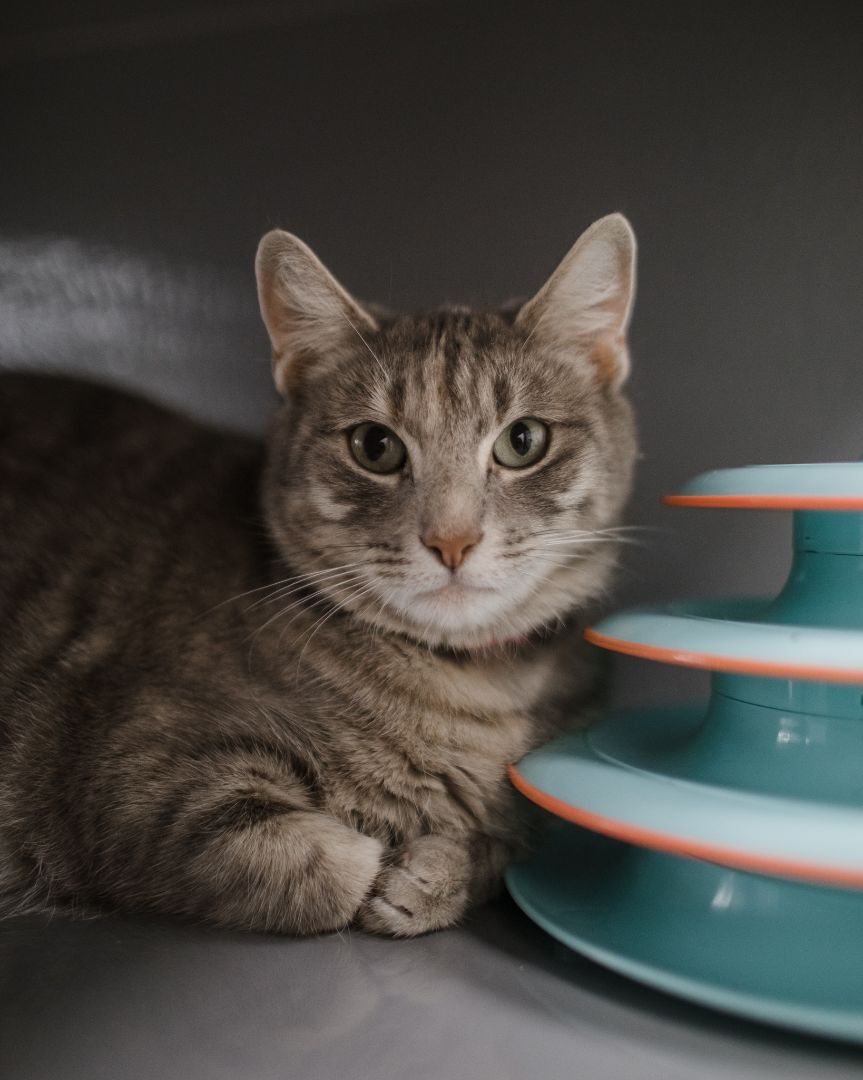Enlarge Chloe, a Adoptable Dilute Tortoiseshell in Staten Island, NY image 8/10