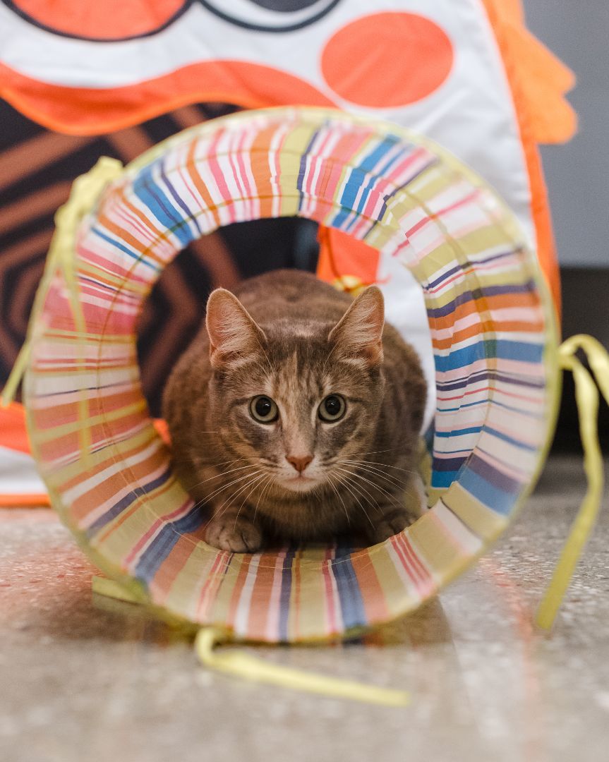 Enlarge Chloe, a Adoptable Dilute Tortoiseshell in Staten Island, NY image 10/10