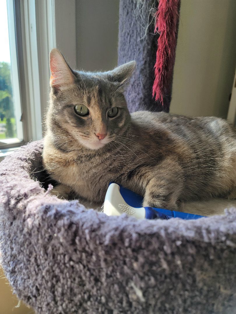 Chloe, Adoptable, Young Female Dilute Tortoiseshell.