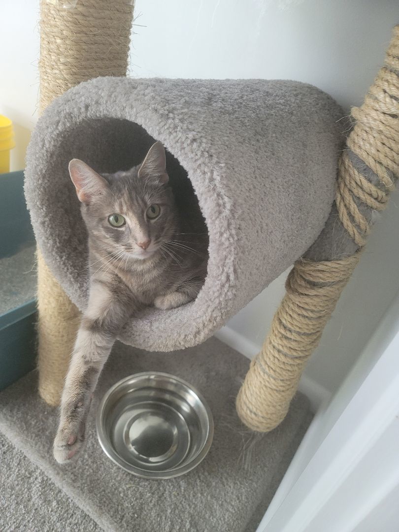 Enlarge Chloe, a Adoptable Dilute Tortoiseshell in Staten Island, NY image 7/10