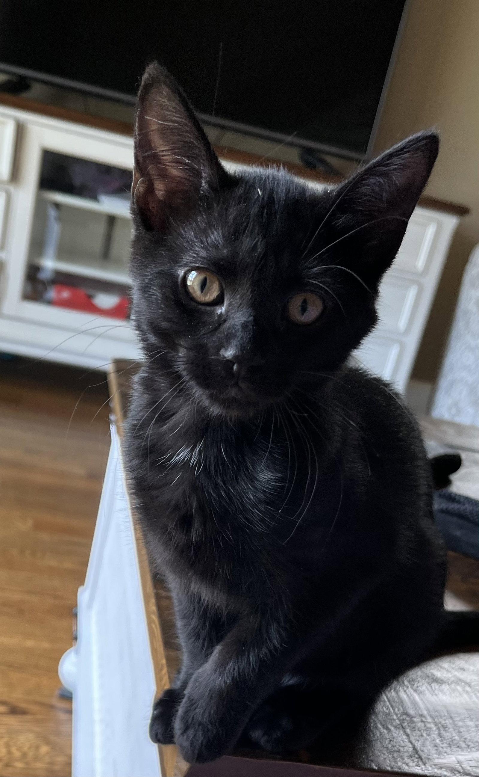 Cocoa, Adopted, Young Female Domestic Short Hair.