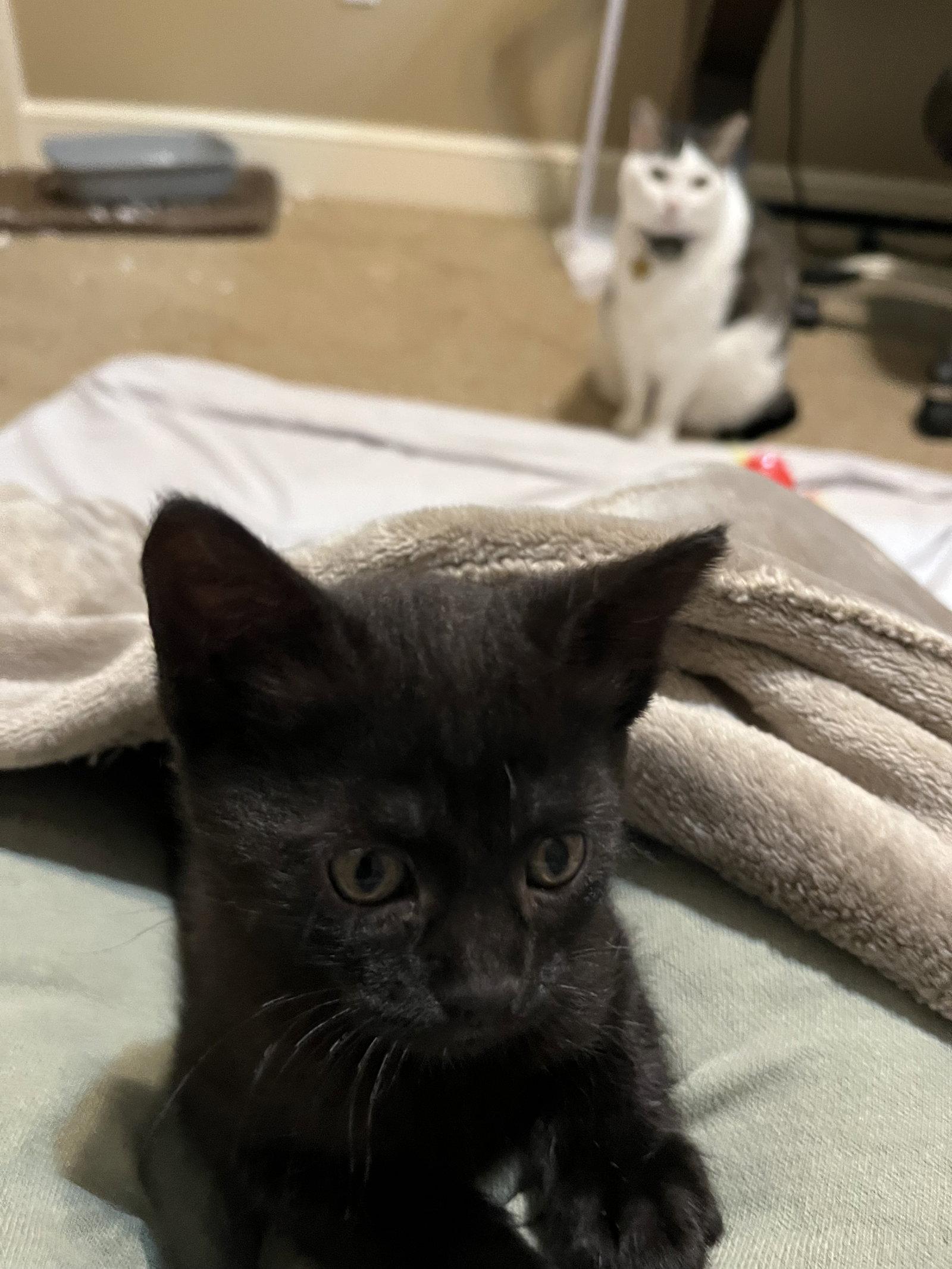 Cocoa, a Adopted Domestic Short Hair in Horn Lake, MS image 2/3