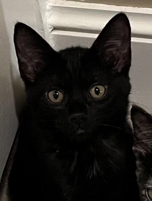 Cocoa, a Adopted Domestic Short Hair in Horn Lake, MS image 3/3