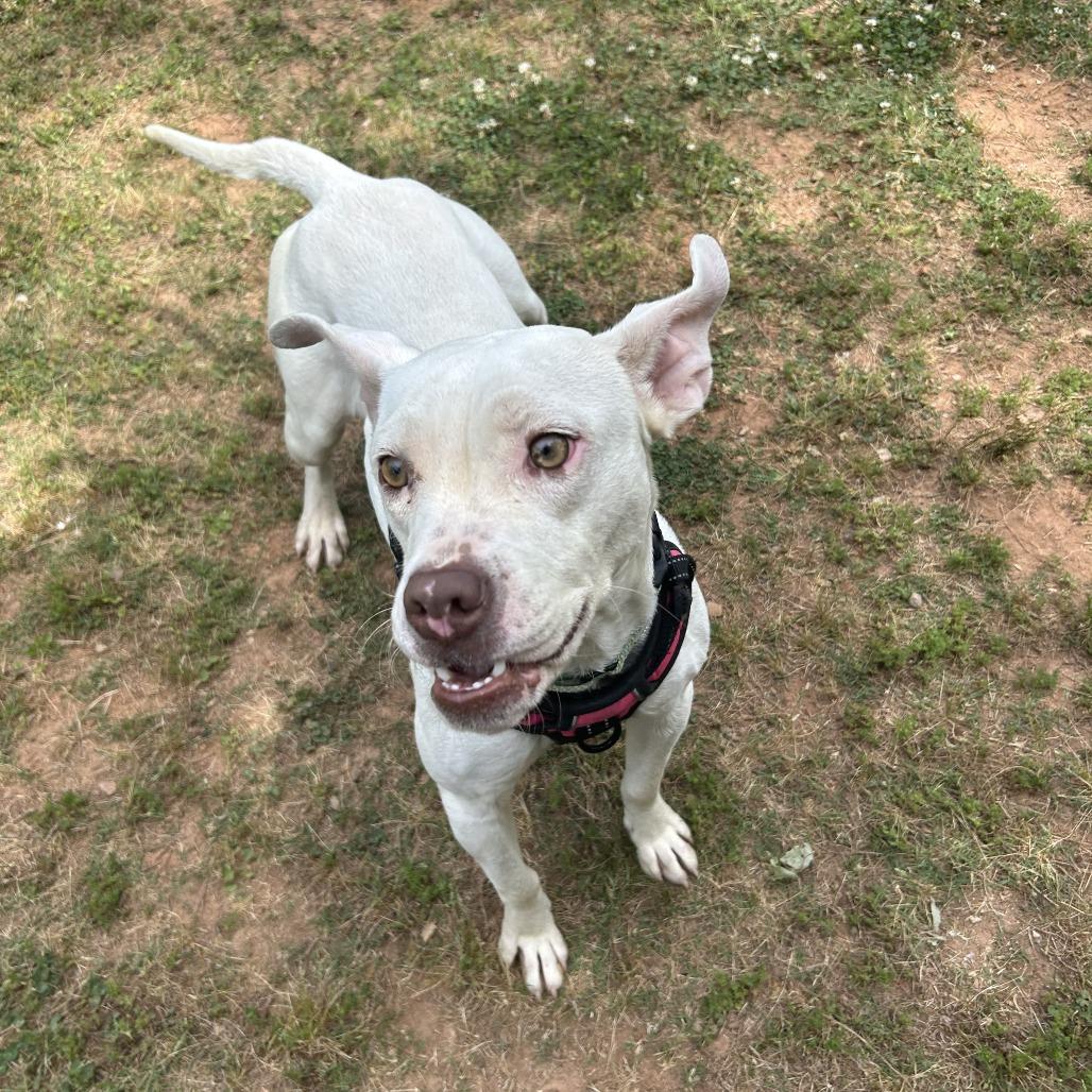 Rollie, a Adoptable Mixed Breed in Auburn, AL image 1/6