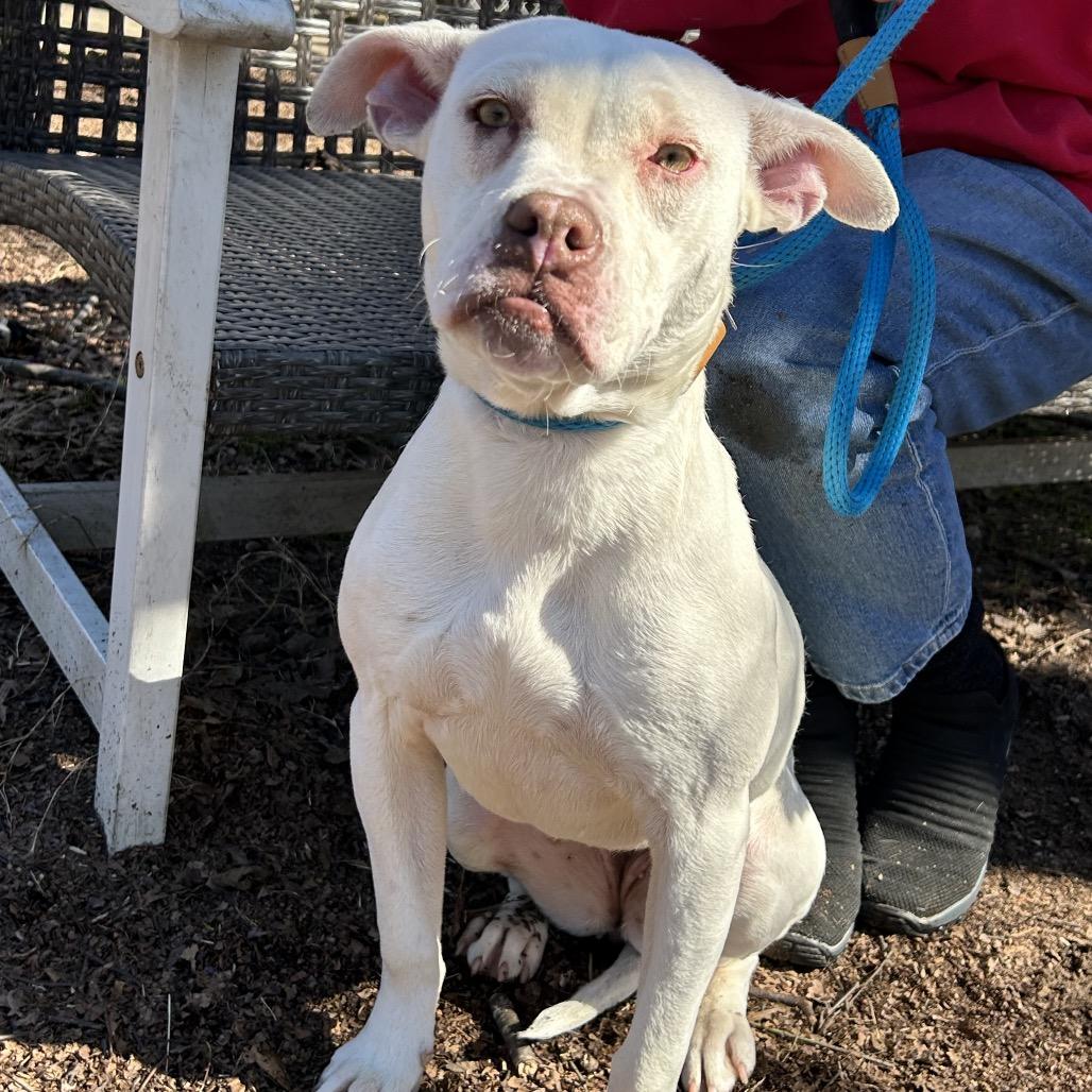 Rollie, a Adoptable Mixed Breed in Auburn, AL image 2/6