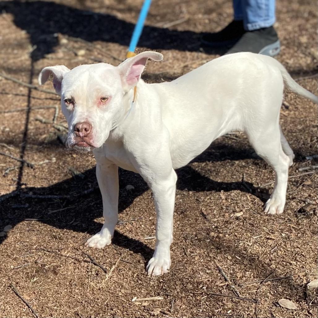 Rollie, a Adoptable Mixed Breed in Auburn, AL image 3/6