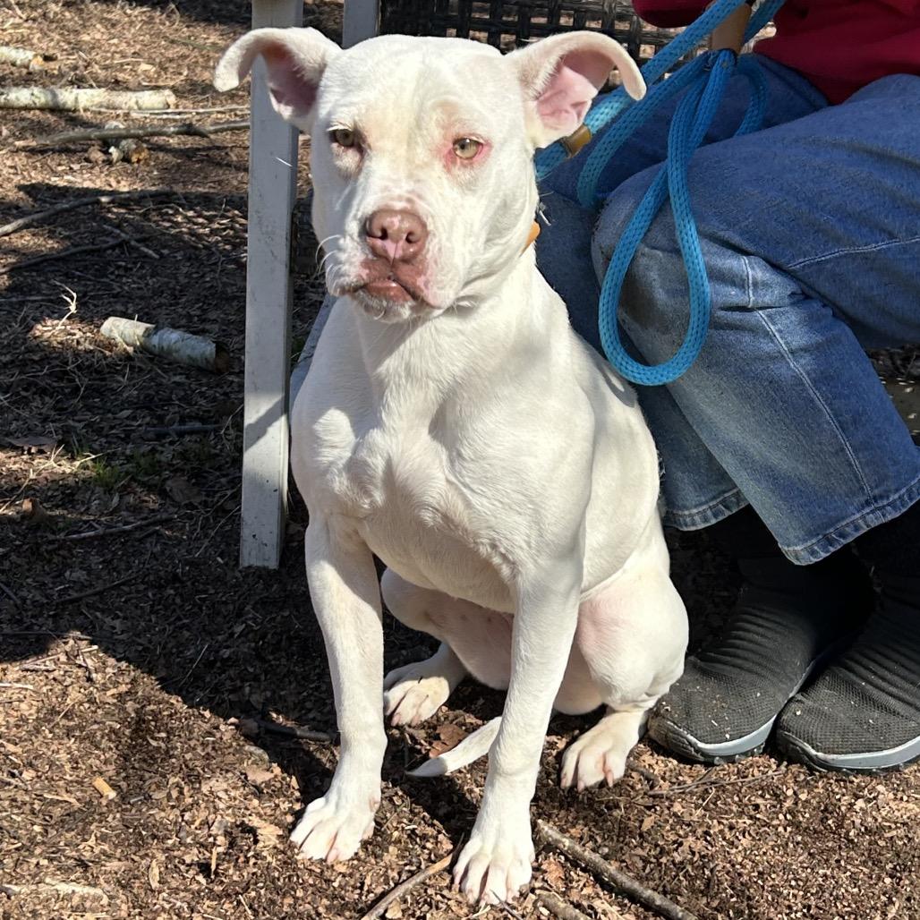 Rollie, a Adoptable Mixed Breed in Auburn, AL image 4/6