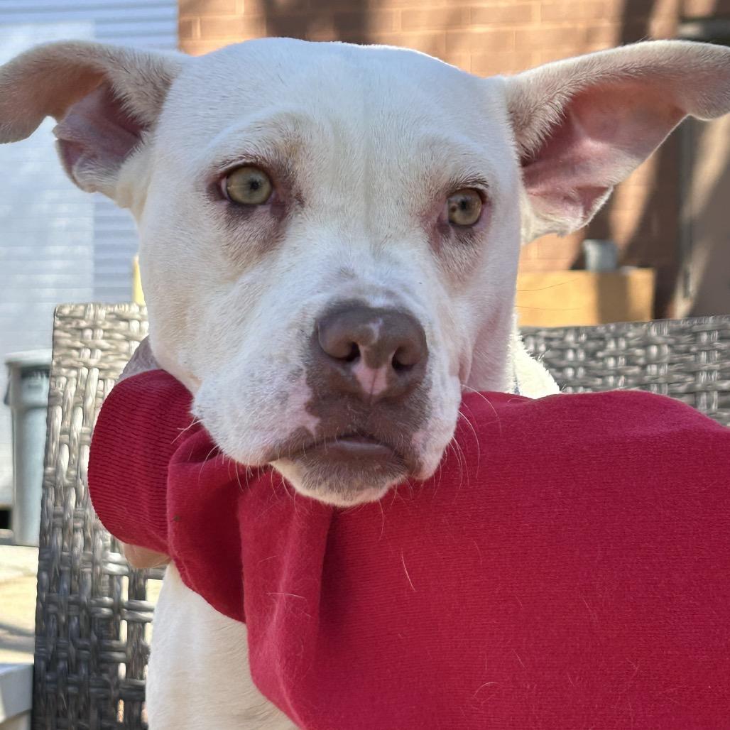 Rollie, a Adoptable Mixed Breed in Auburn, AL image 5/6