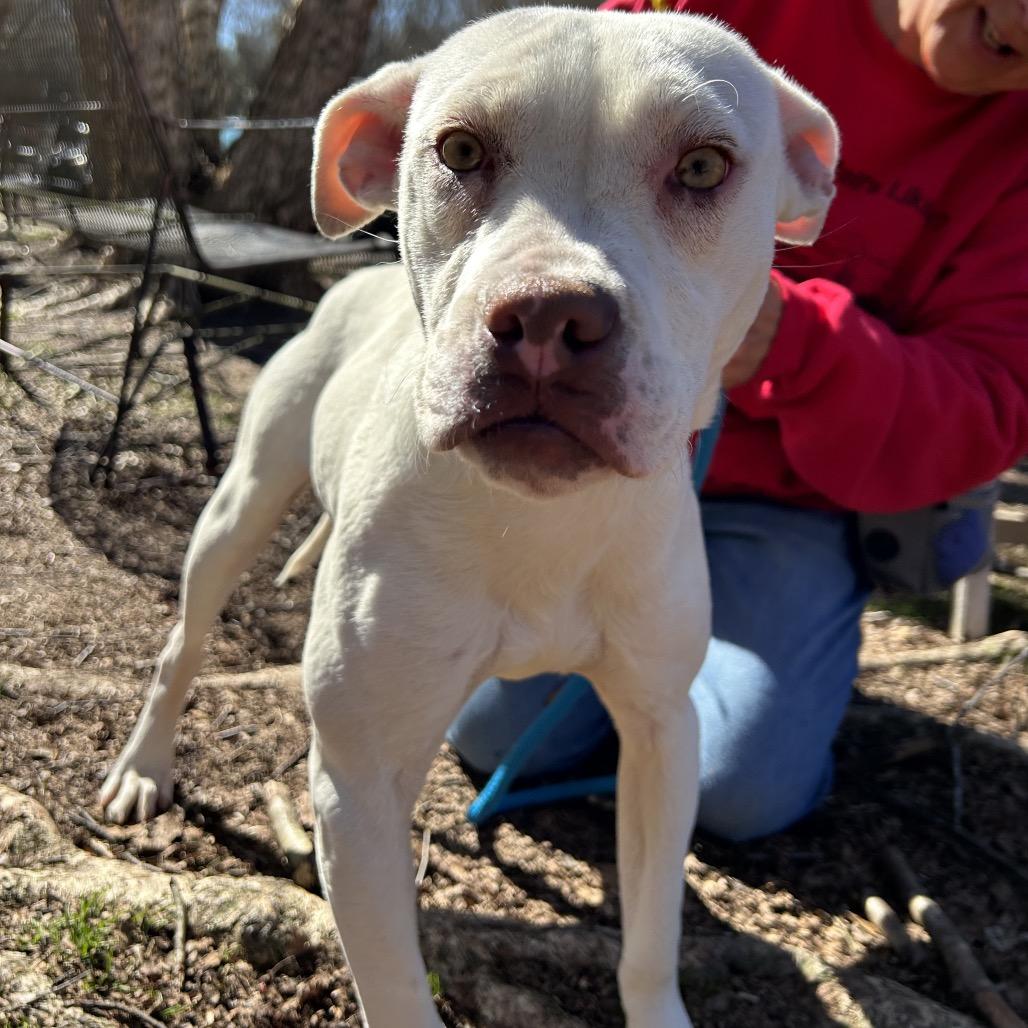 Rollie, a Adoptable Mixed Breed in Auburn, AL image 6/6