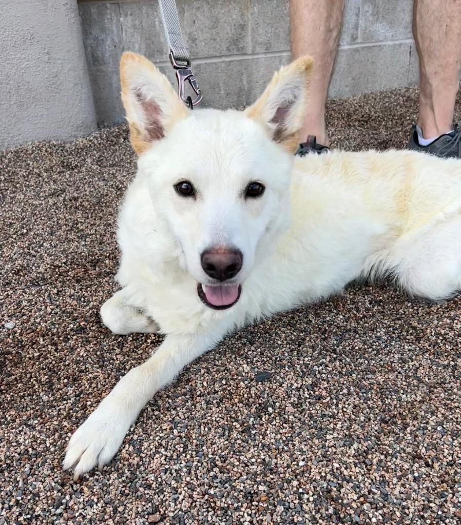 Fermata, Adoptable, Adult Female Australian Shepherd.
