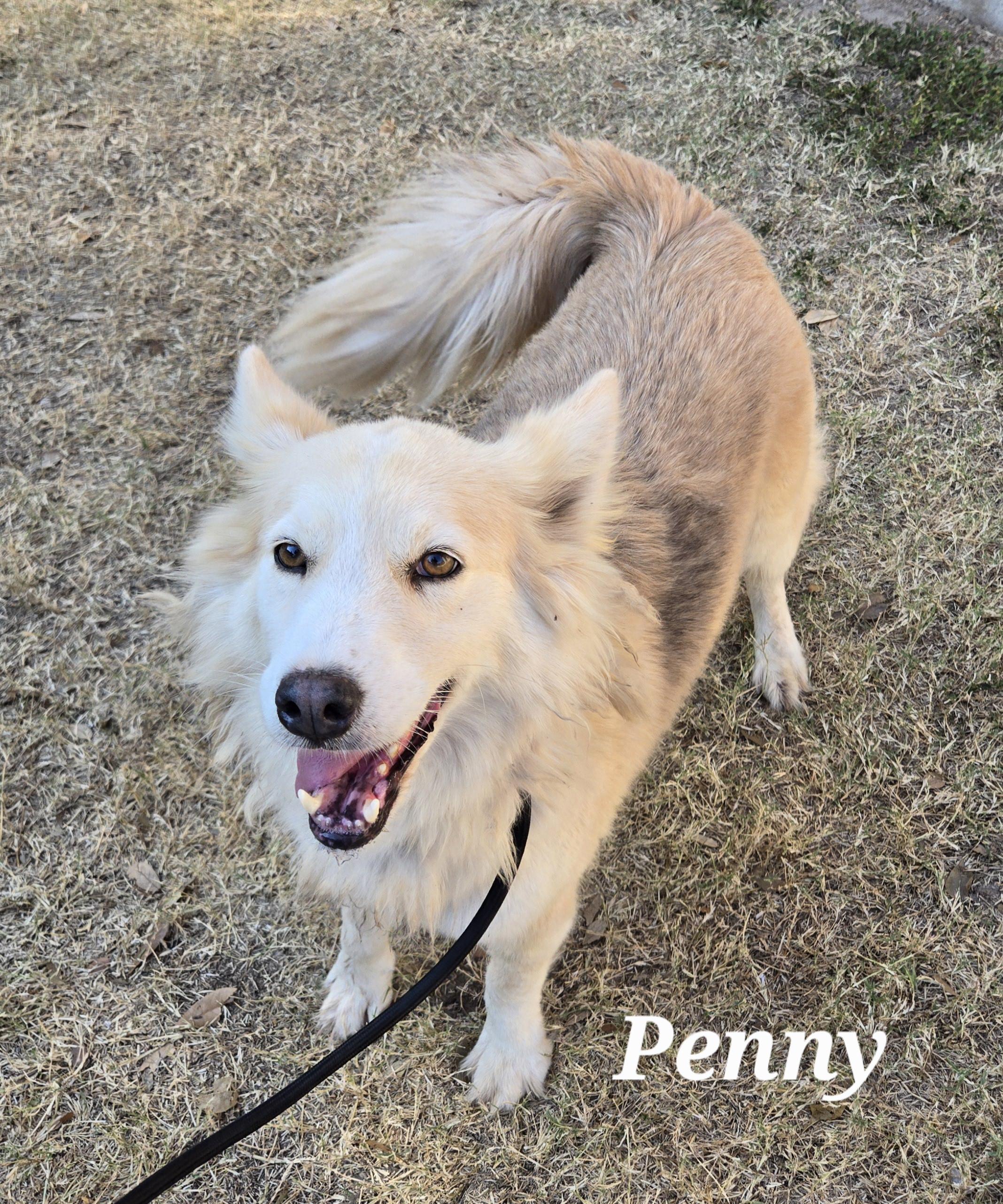 Enlarge Penny, a Adoptable mixed breed in Philadelphia , PA image 1/1