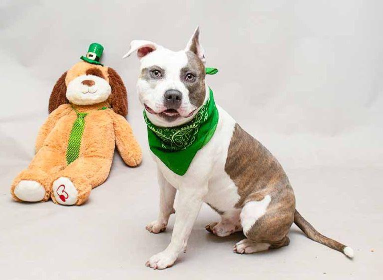 Mr. Doodles, an adopted mixed breed in Sanford, FL image 2/2