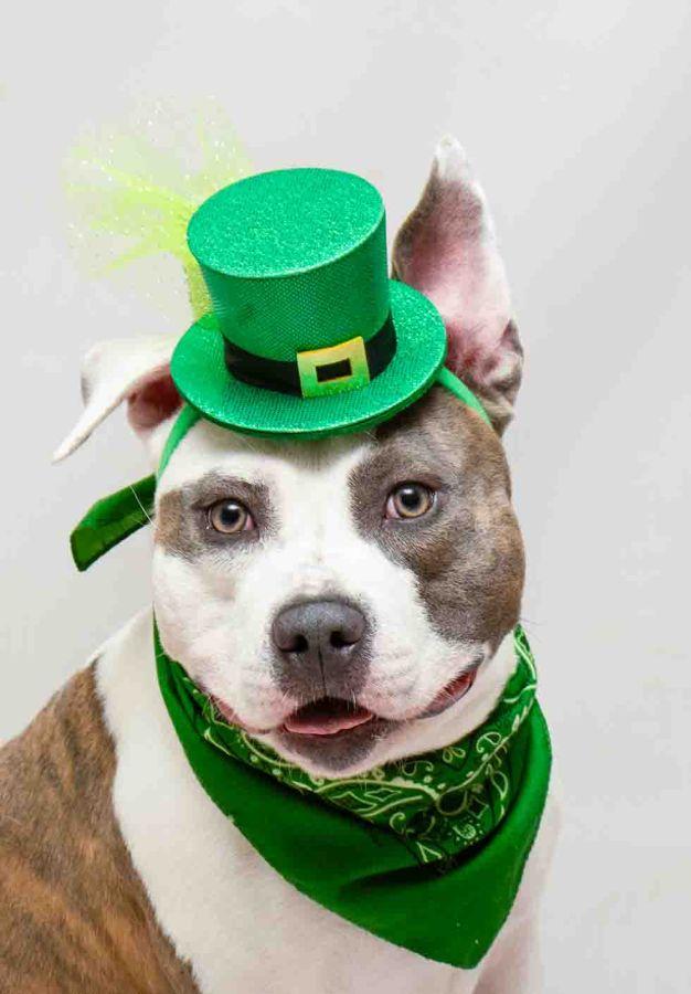 Mr. Doodles, an adopted mixed breed in Sanford, FL image 1/2