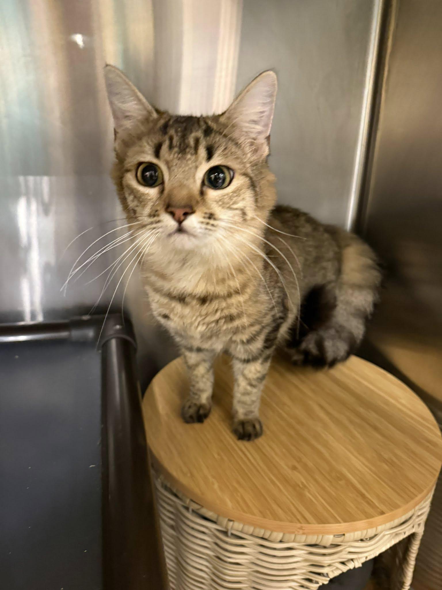 Enlarge Kiera, a ADOPTABLE Domestic Medium Hair in Clarksville, TN image 3/6