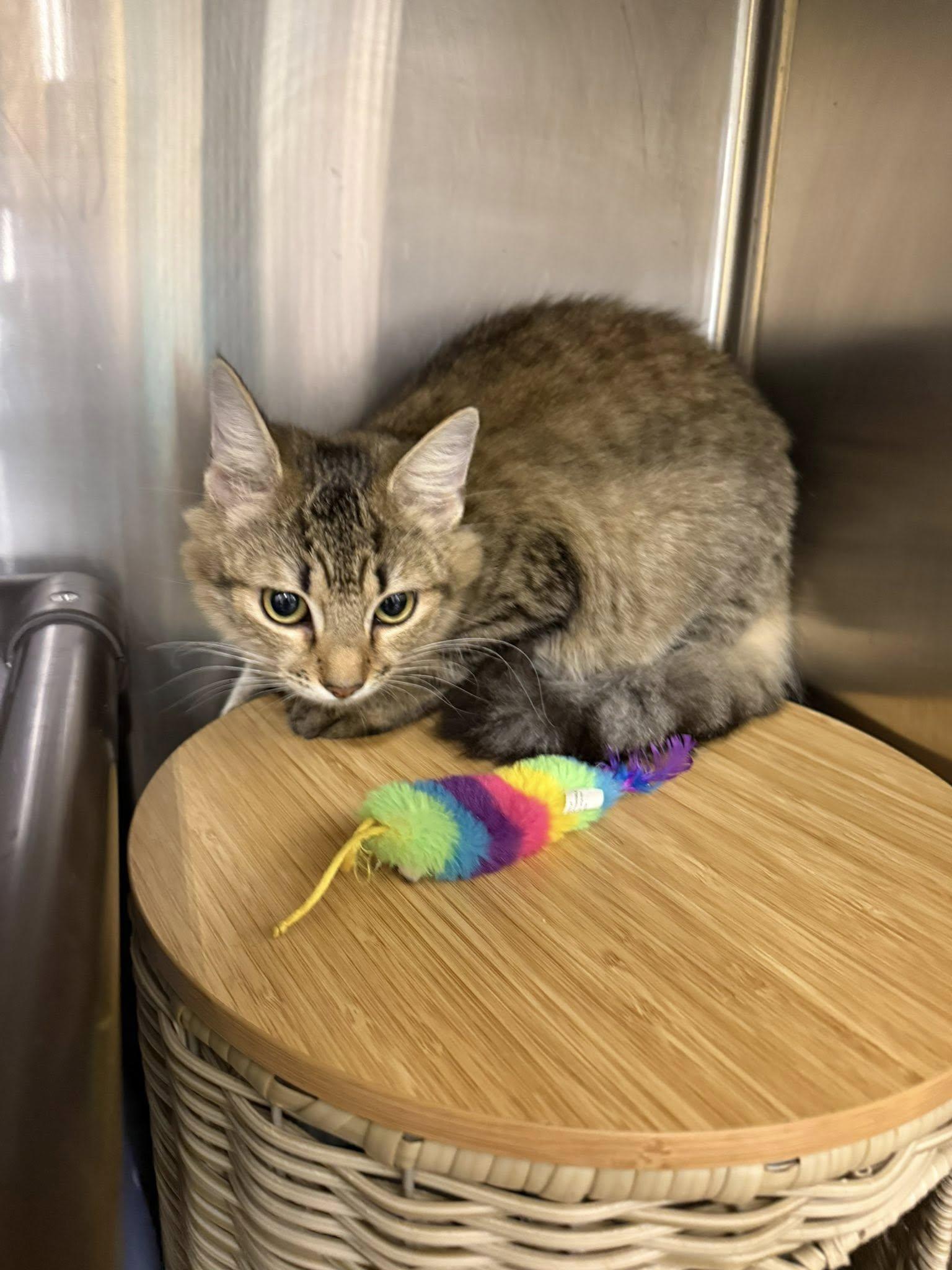 Enlarge Kiera, a ADOPTABLE Domestic Medium Hair in Clarksville, TN image 4/6