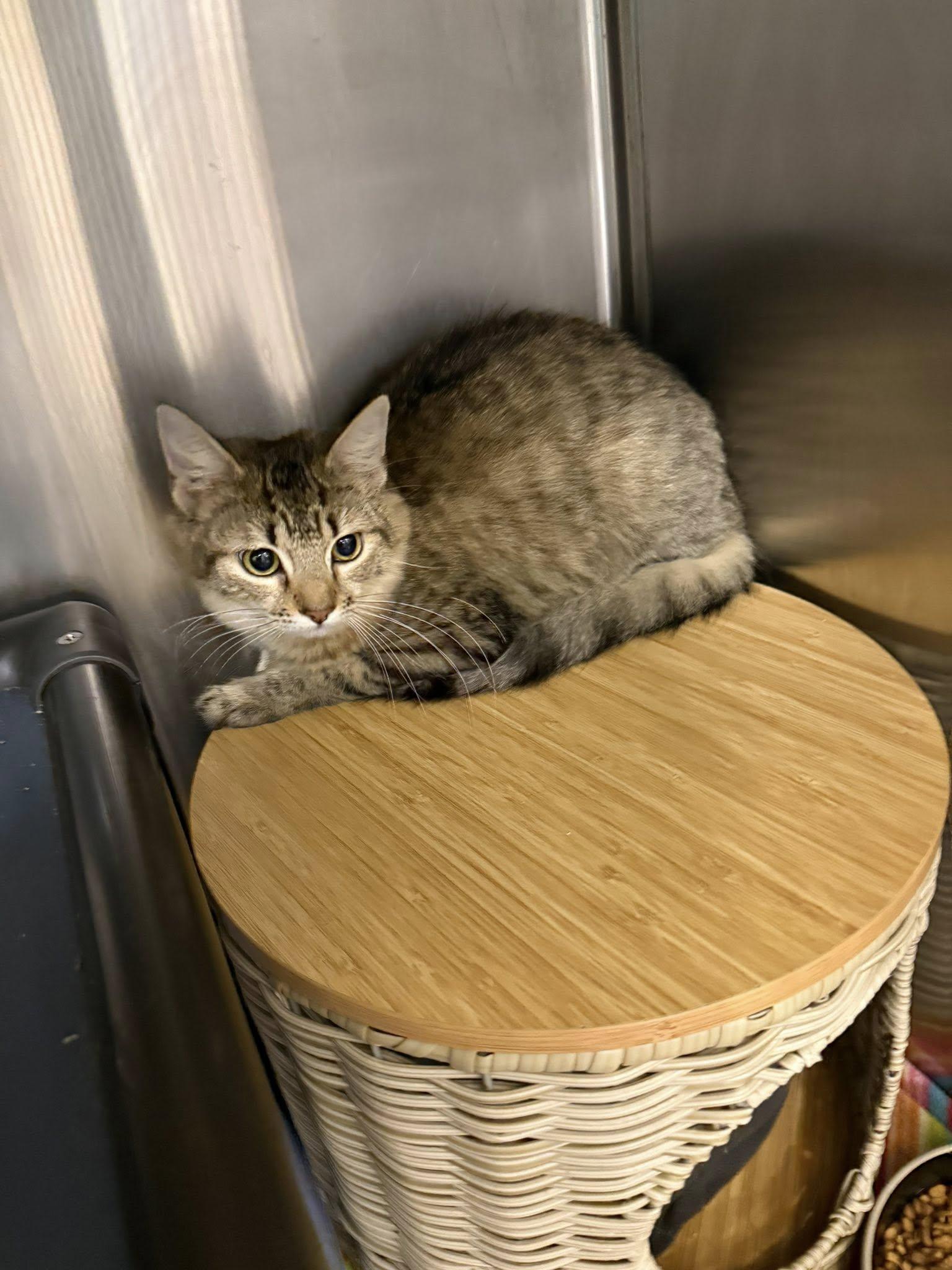 Enlarge Kiera, a ADOPTABLE Domestic Medium Hair in Clarksville, TN image 6/6