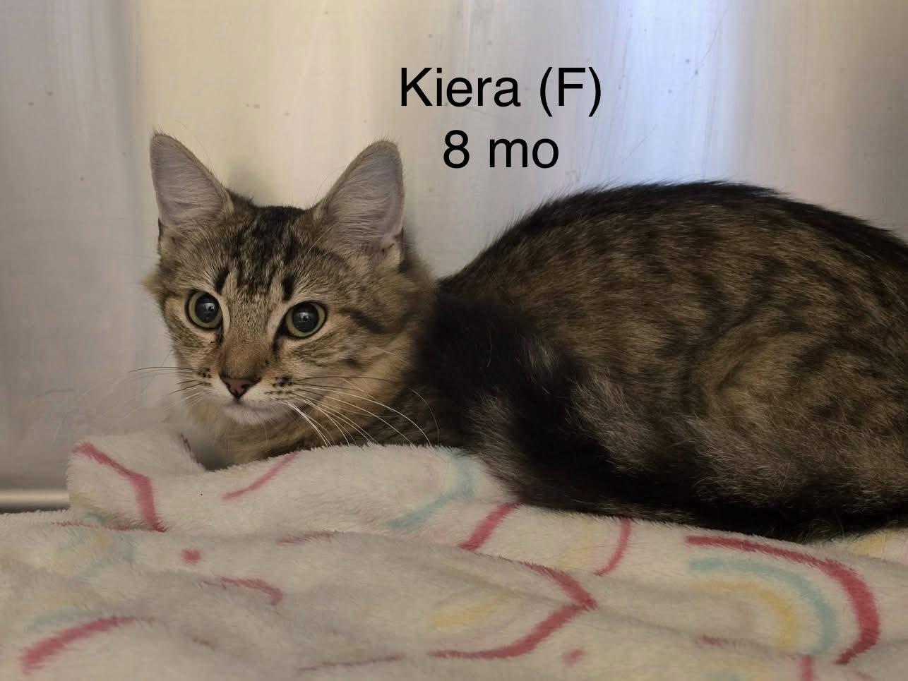Kiera, ADOPTABLE, Kitten Female Domestic Medium Hair.