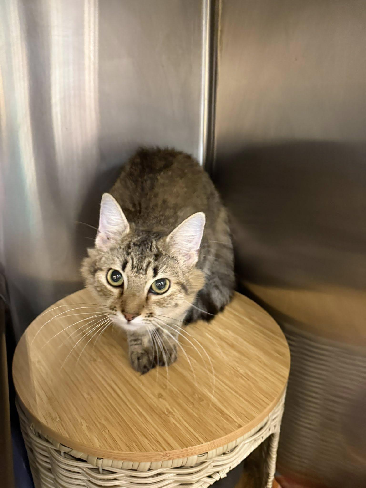 Enlarge Kiera, a ADOPTABLE Domestic Medium Hair in Clarksville, TN image 2/6