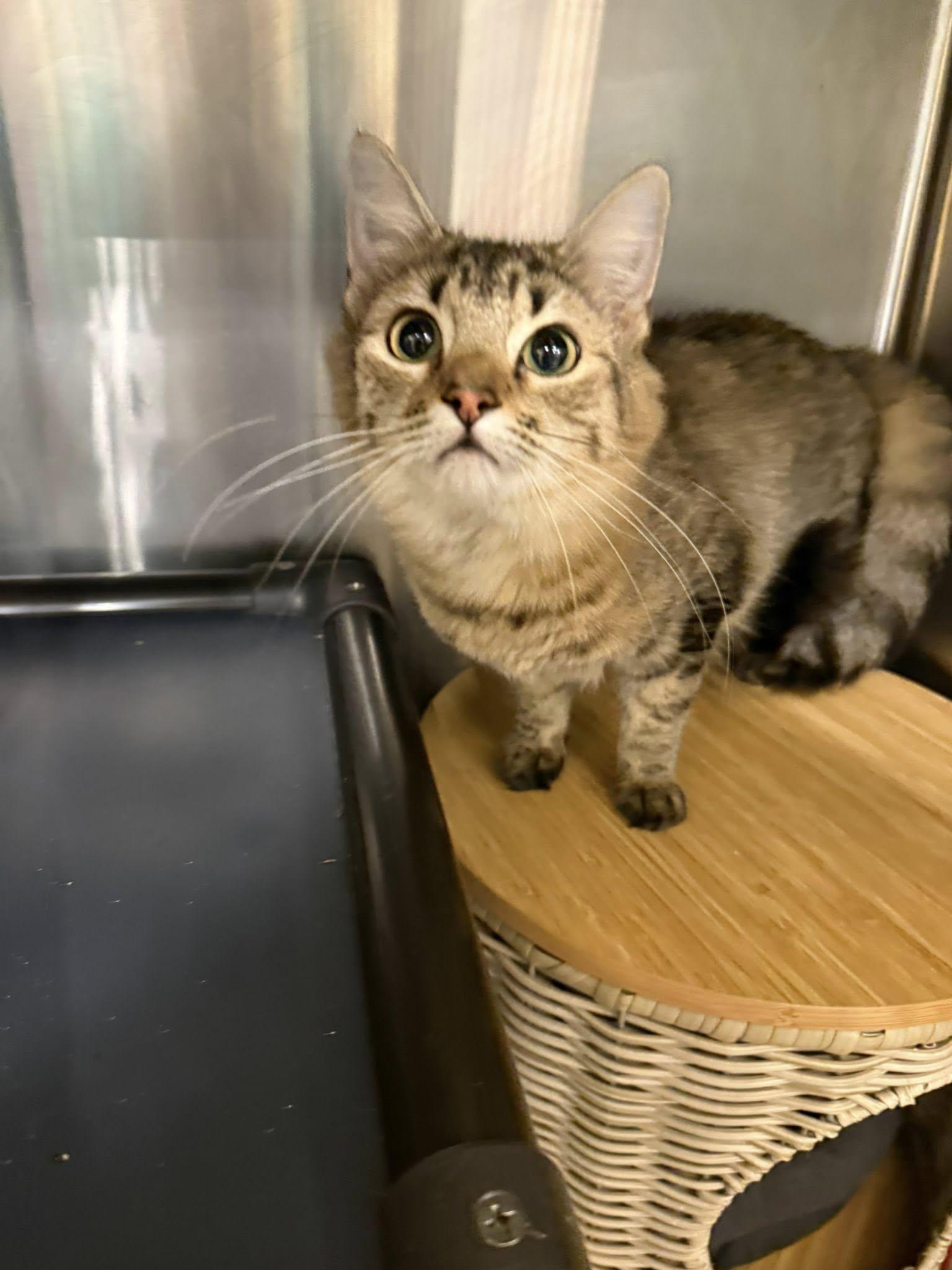 Enlarge Kiera, a ADOPTABLE Domestic Medium Hair in Clarksville, TN image 5/6