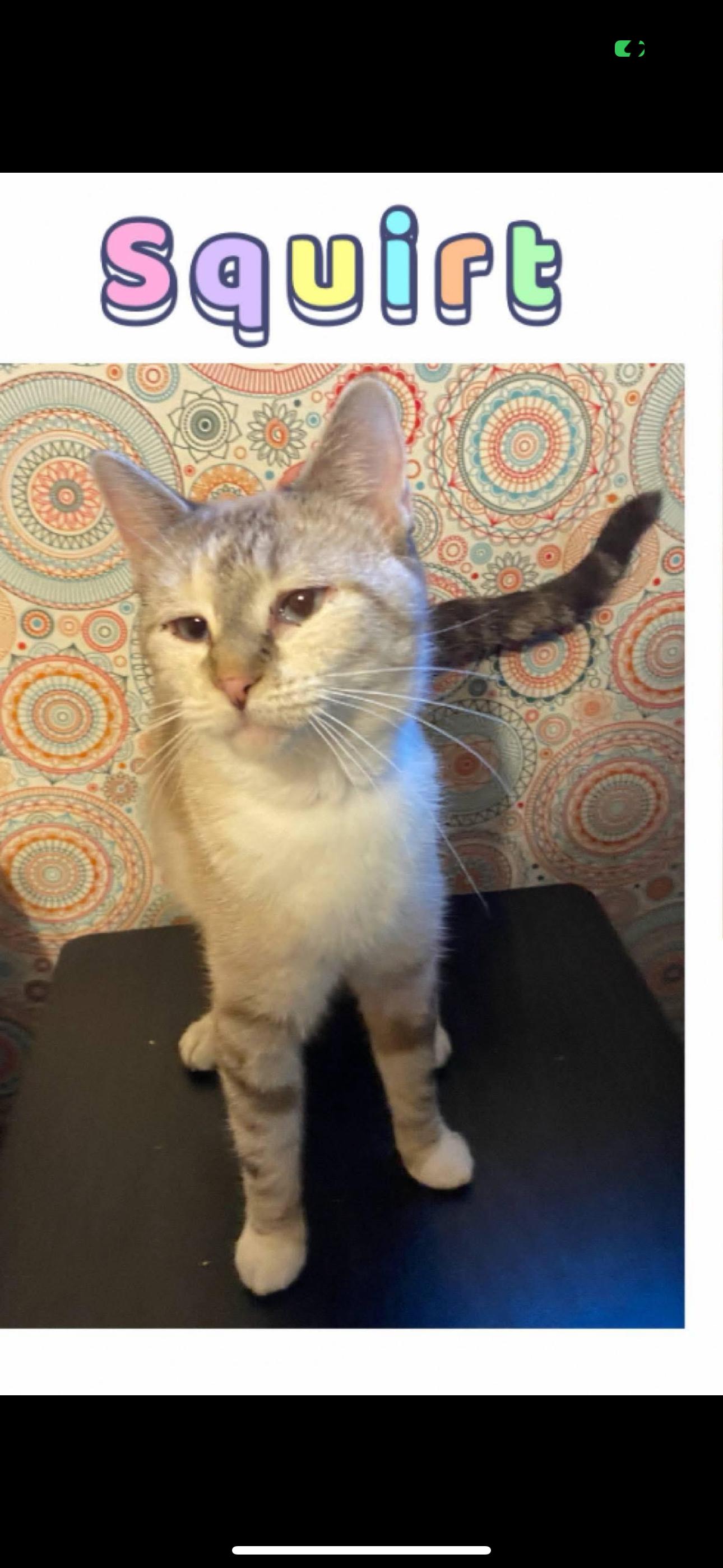 Squirt, Adult Female Domestic Short Hair