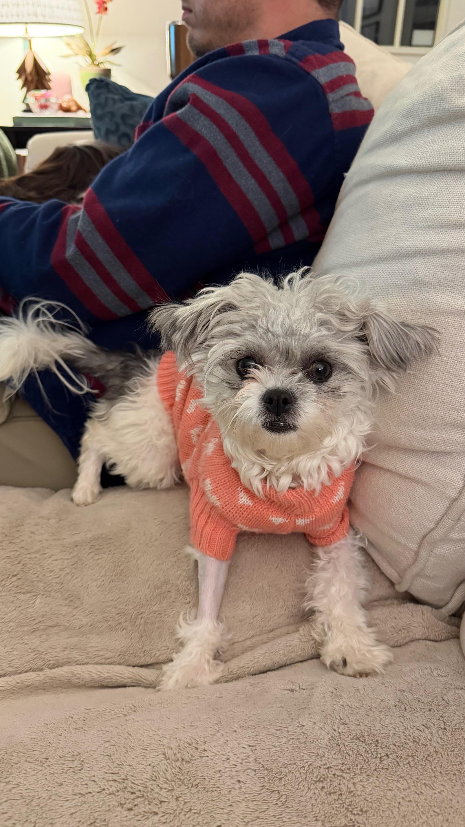 Pistachio, an adopted mixed breed in Atlanta, GA image 5/6